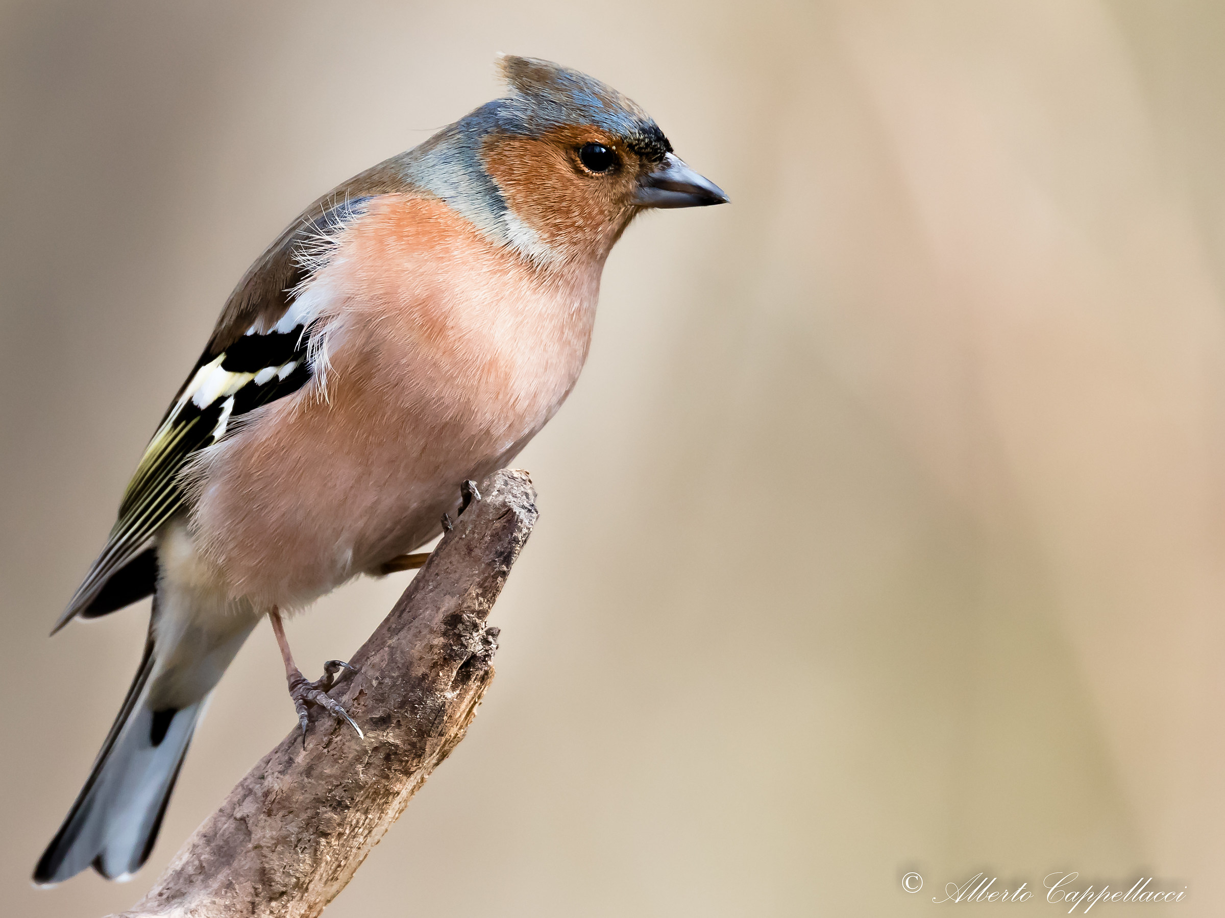 Fringuello ( Fringilla coelebs )