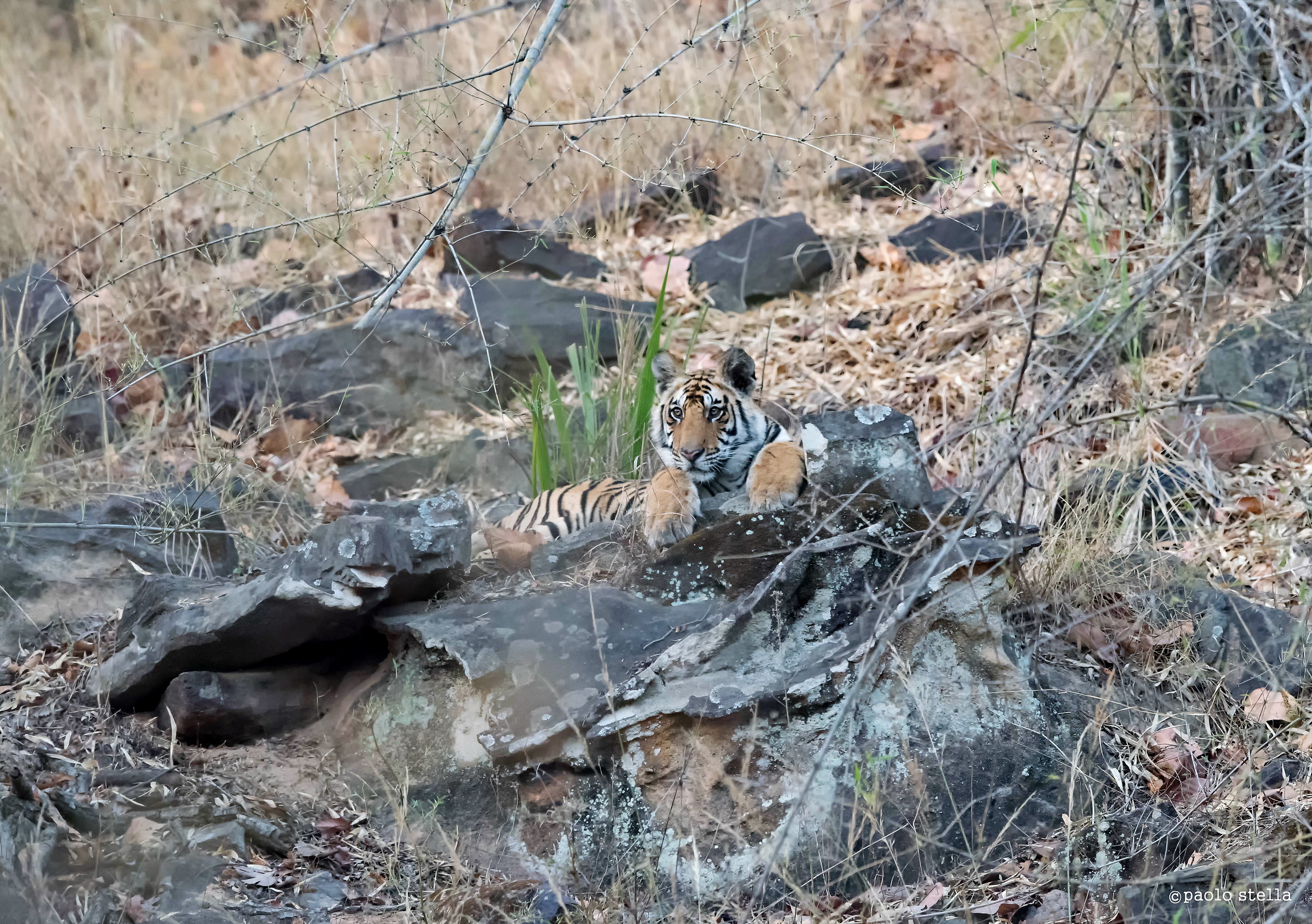 cub on the rock
