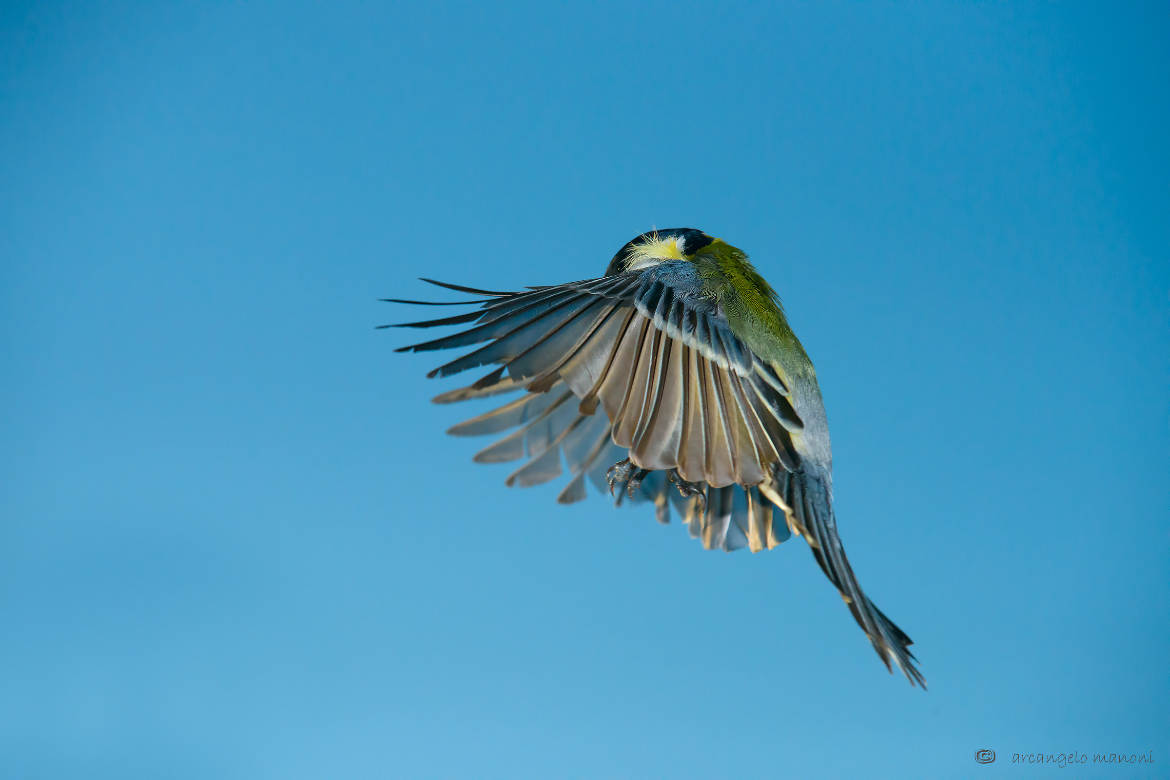 Un insolito modo di vedere la cinciallegra