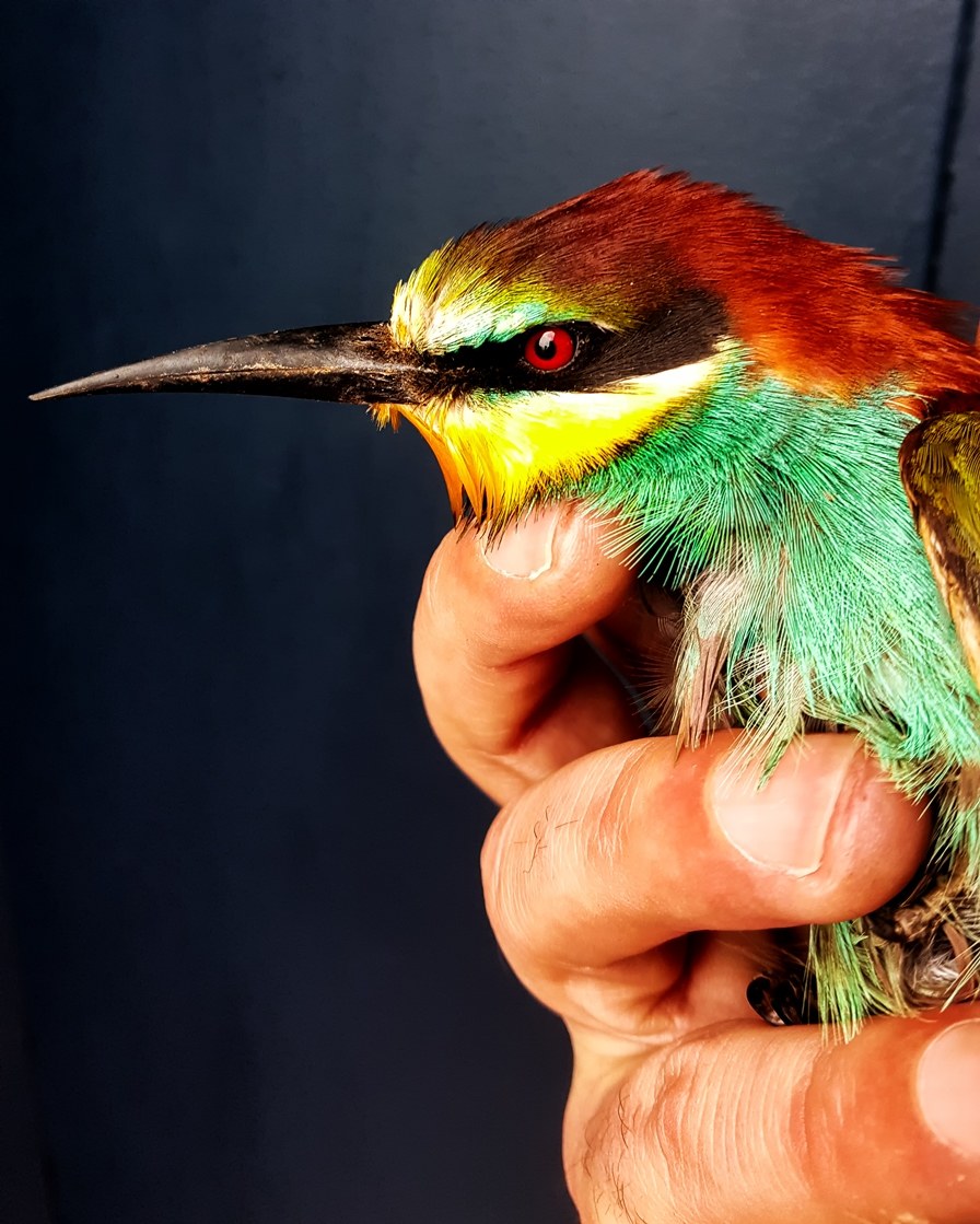 Operation Rescue Performed