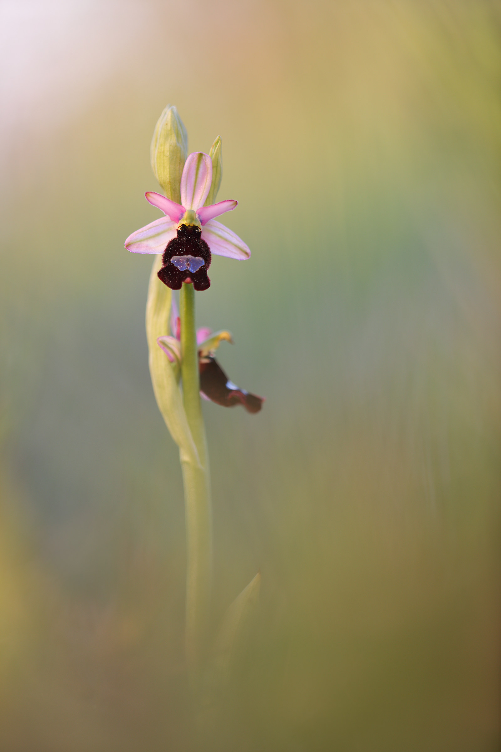 Ophrys bertolonii benacensis at sunset
