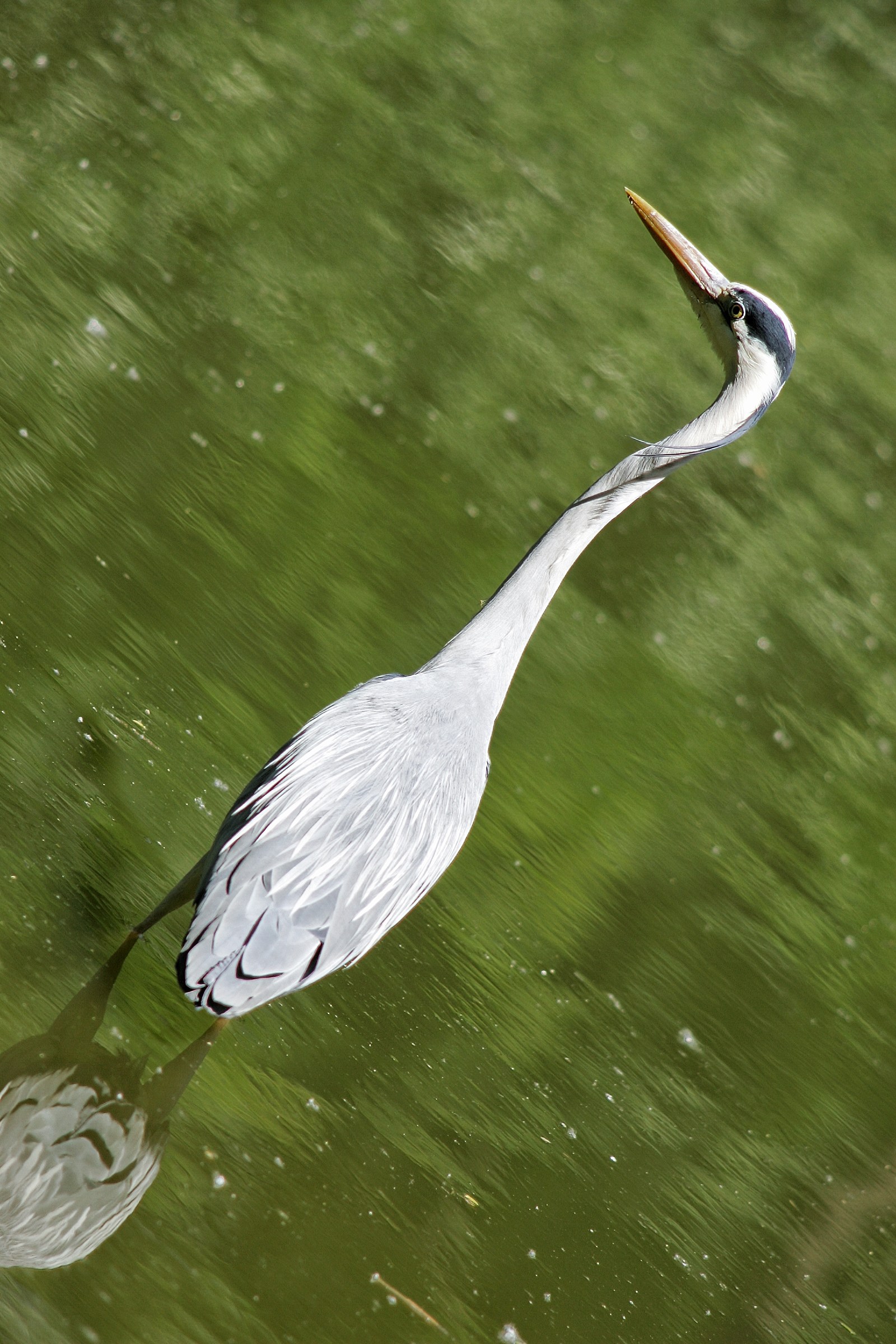 Con le zampe in acqua