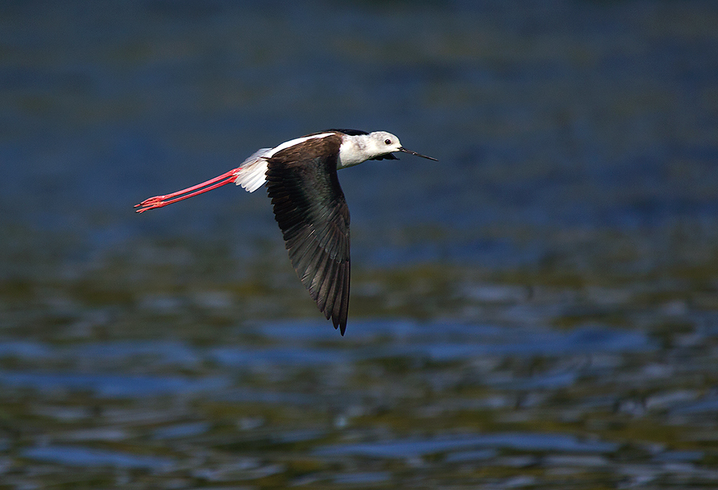 Black-winged stilt in flight.