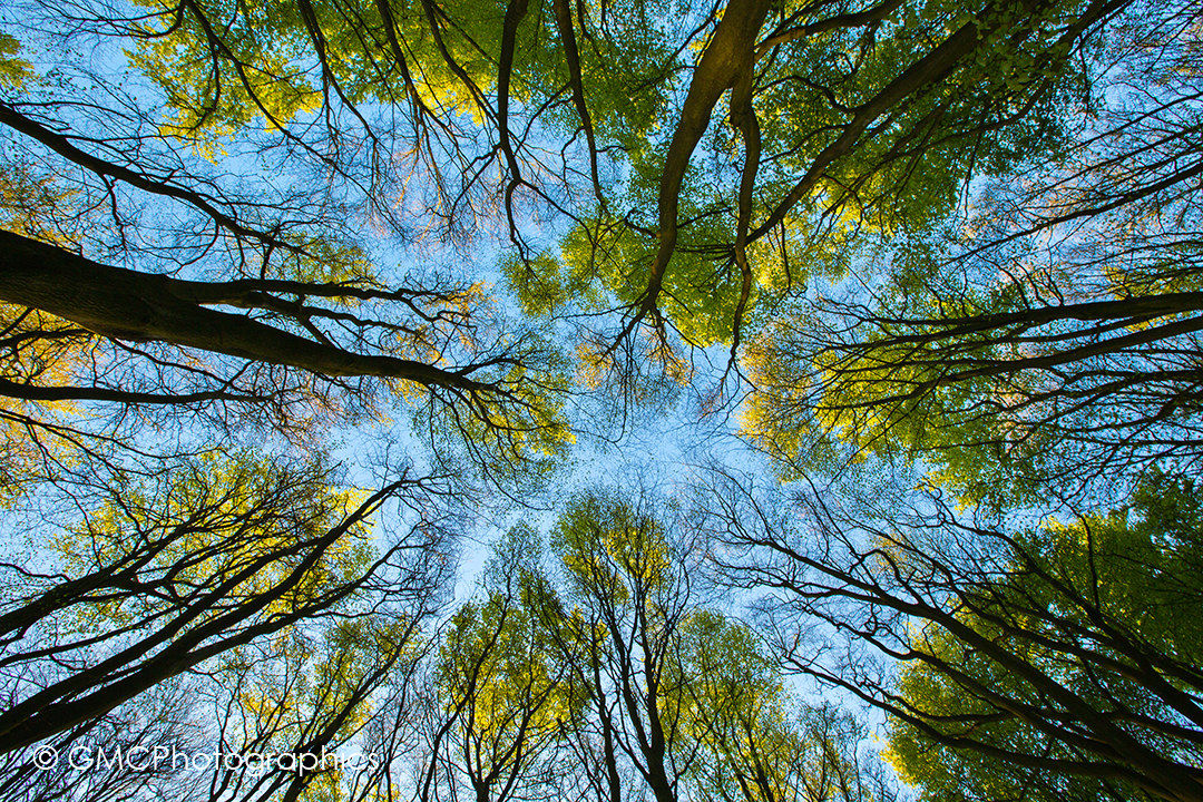 Things are Looking up