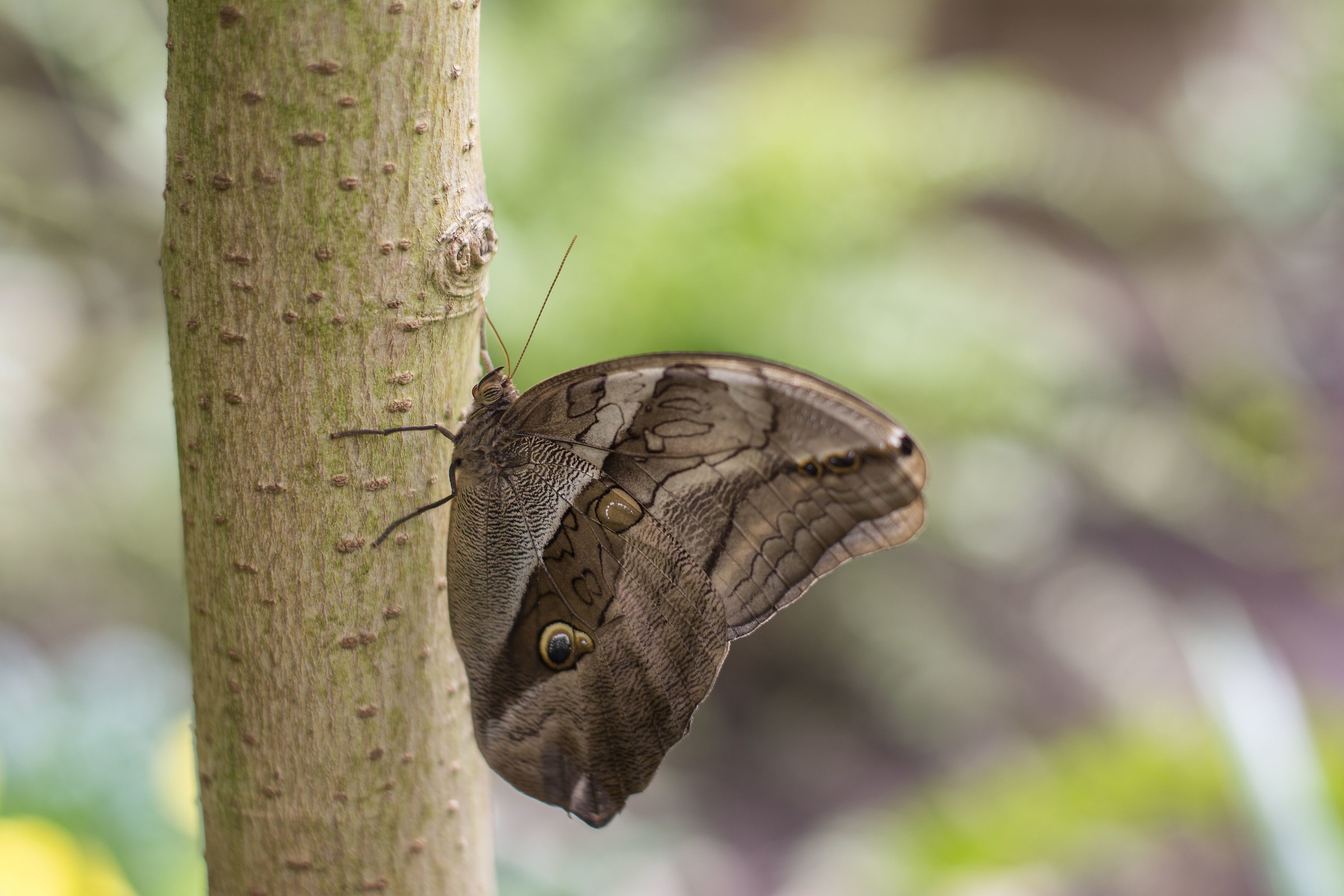 Owl Butterfly