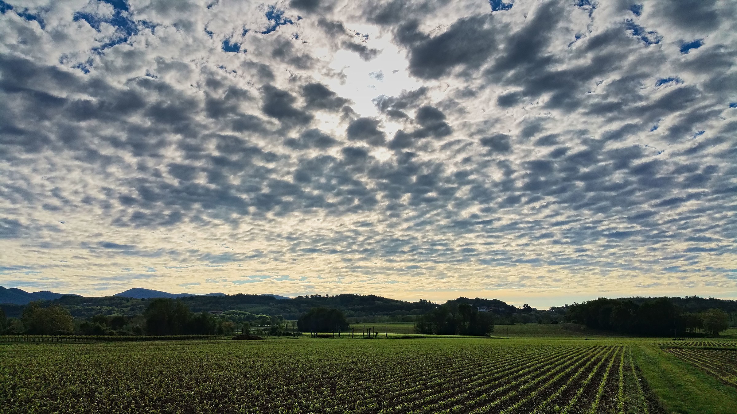 Pecorelle in Franciacorta
