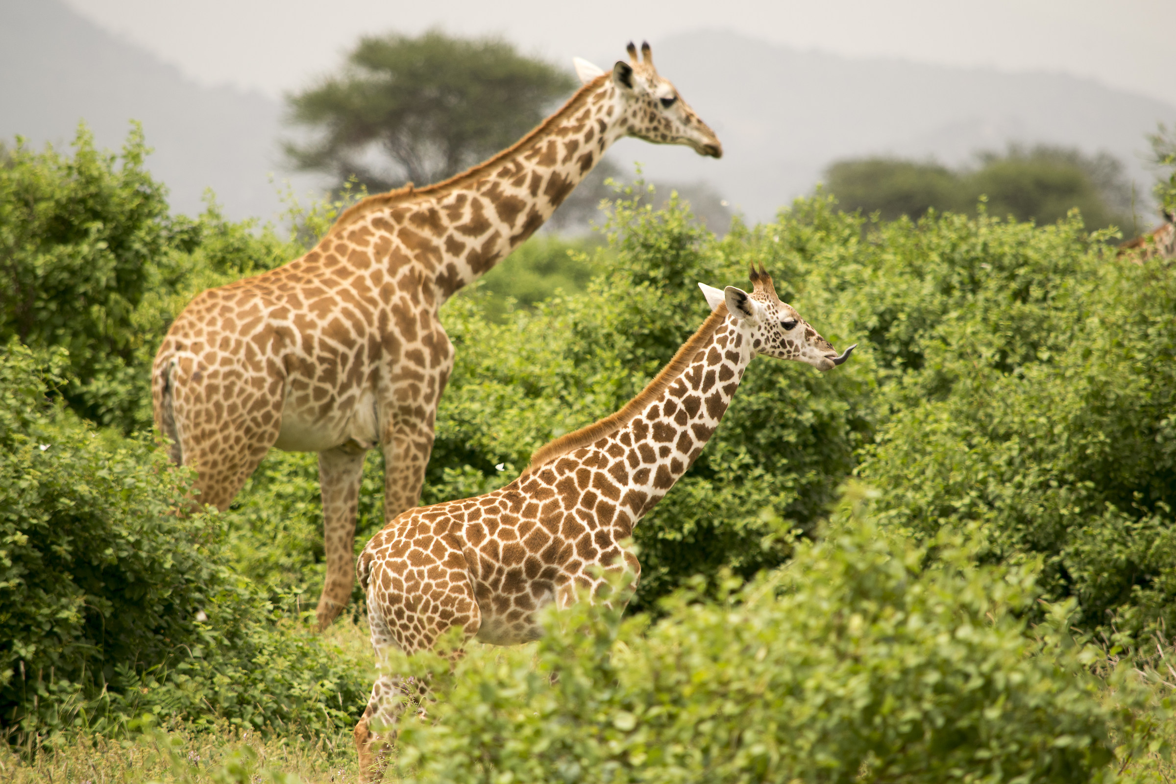 Ngutuni private reserve