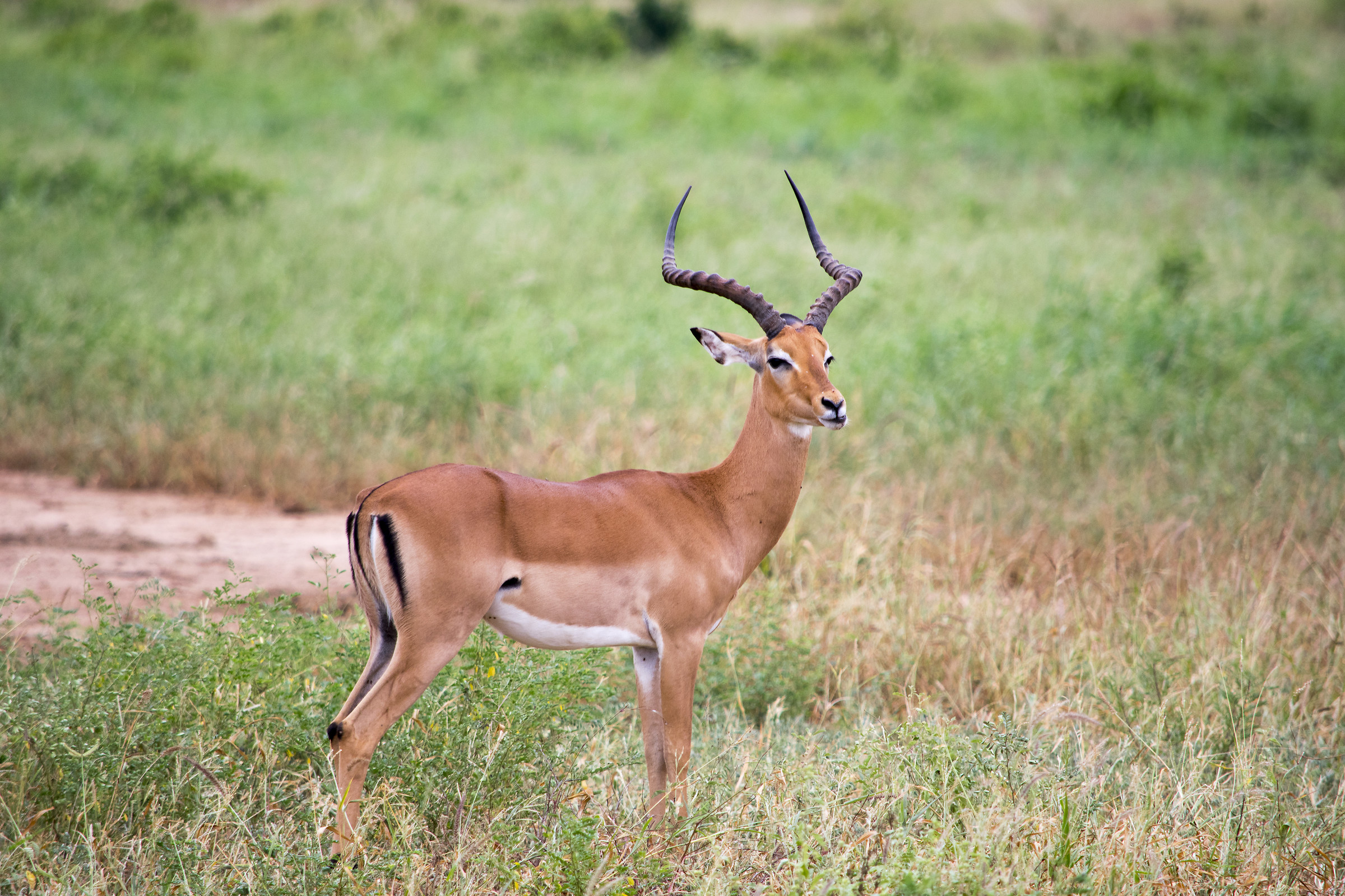 Ngutuni private reserve