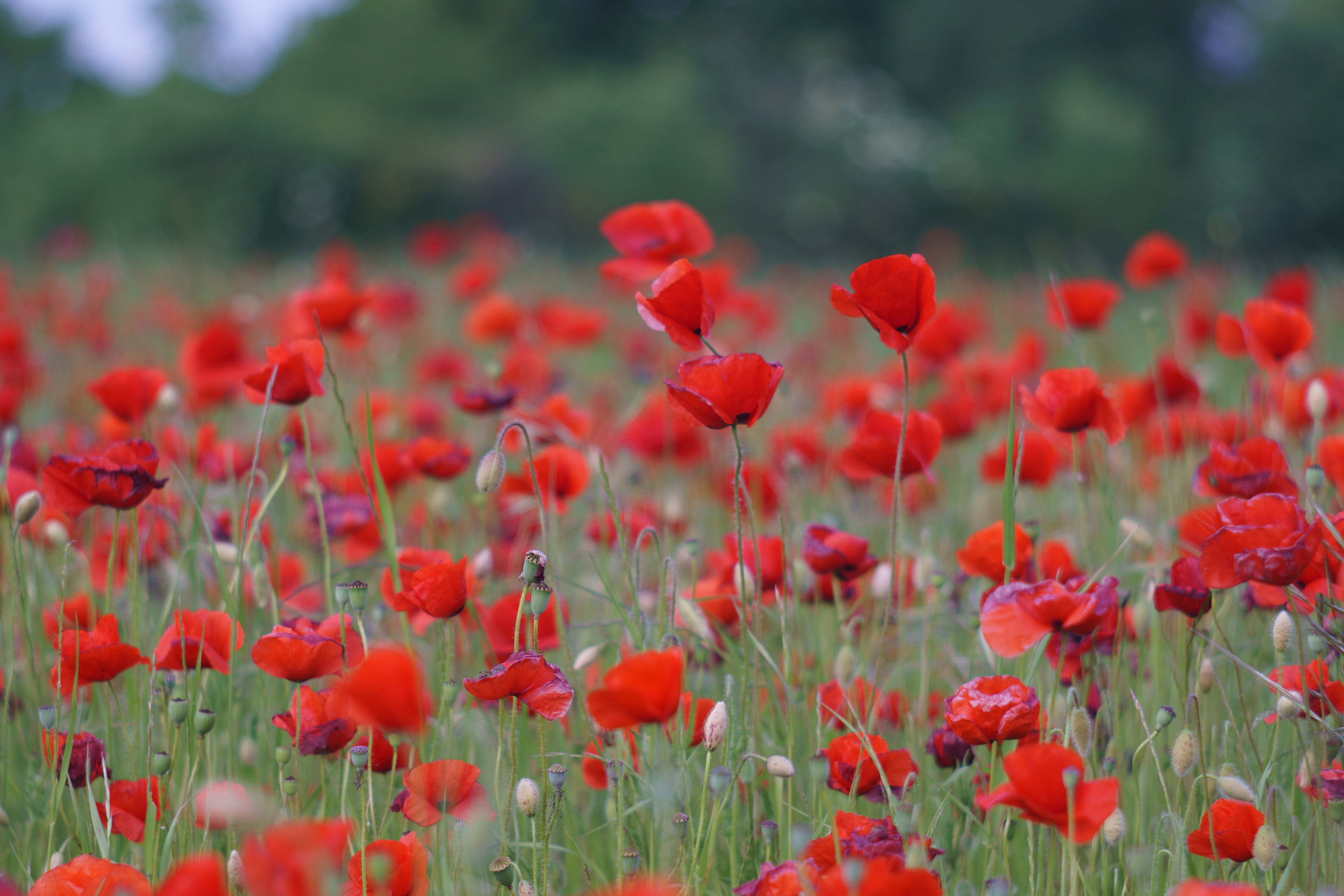 Poppies 1 - evidence of Triotar