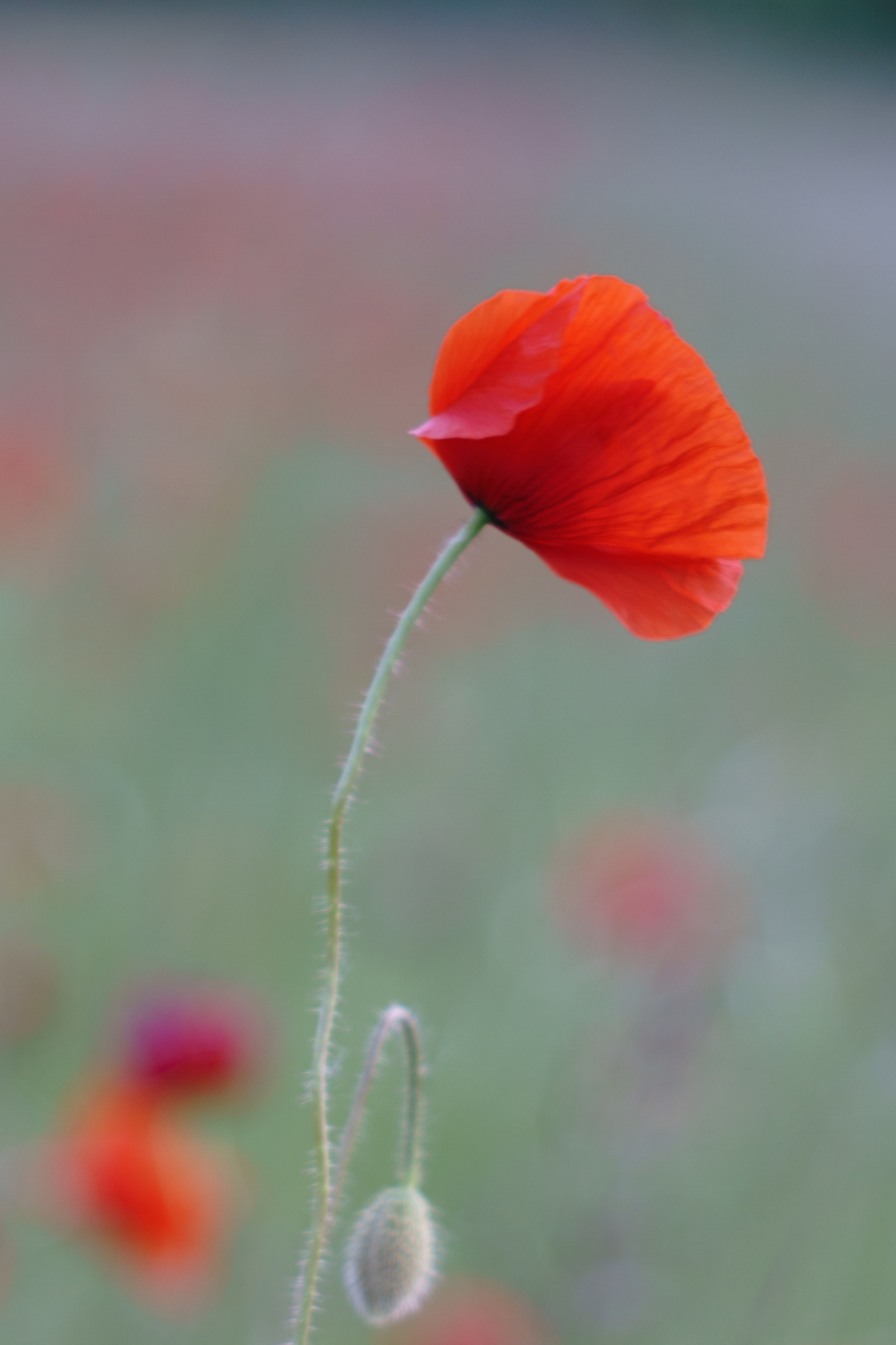 Poppies 2 - evidence of Triotar
