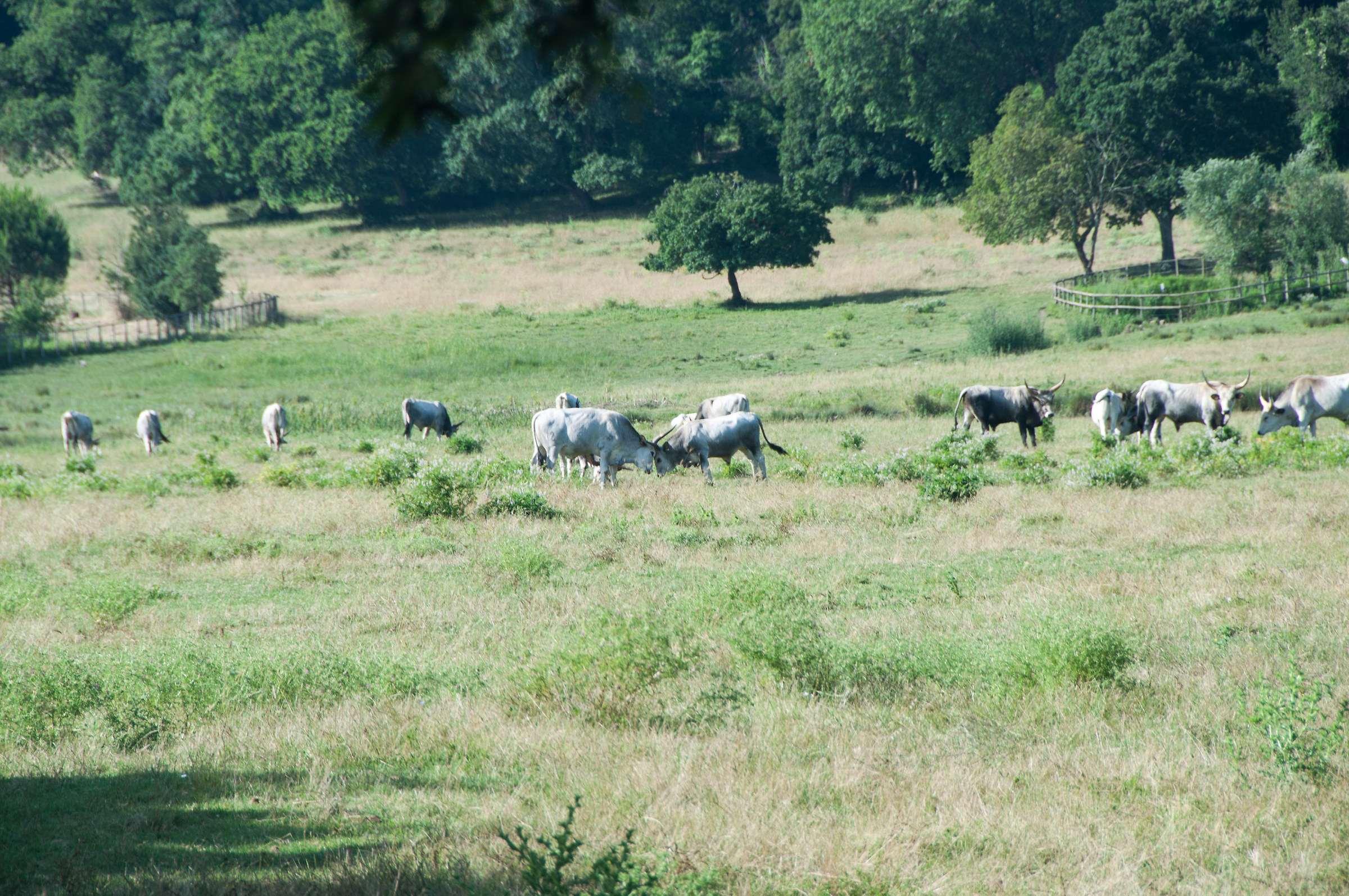 grazing cows