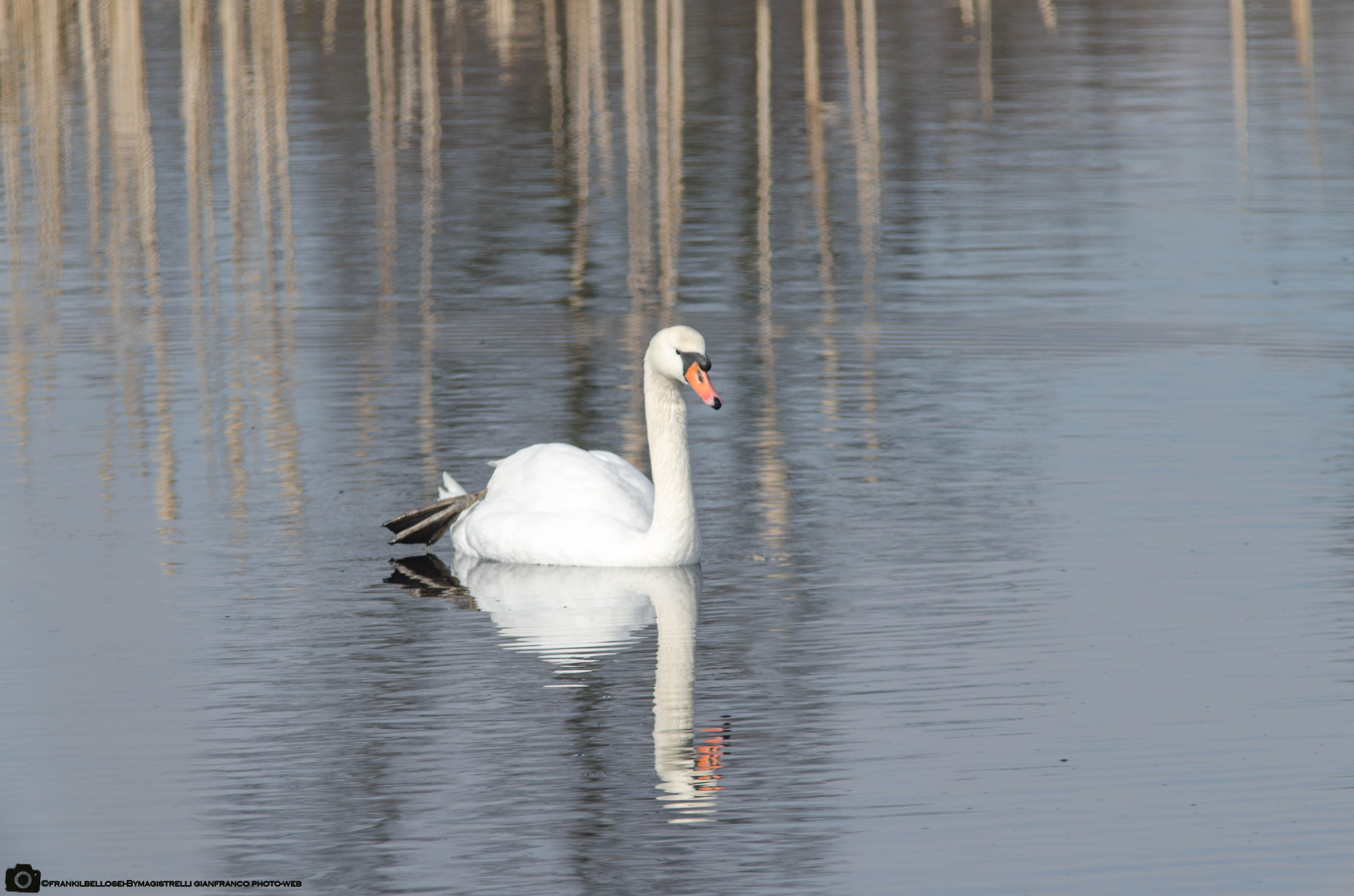 The mirror of his majesty