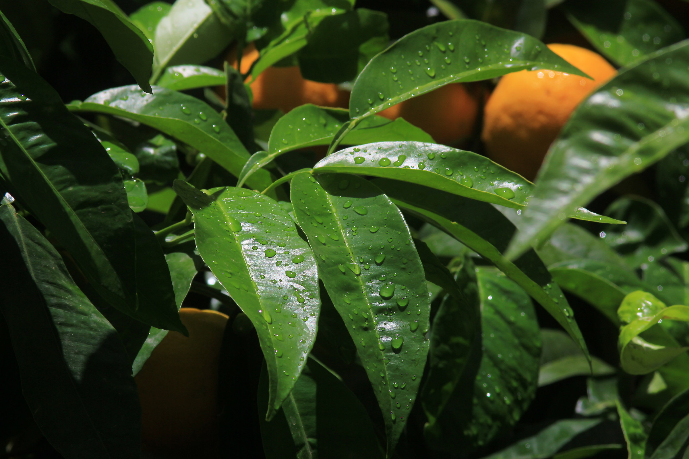Dopo una pioggia di primavera