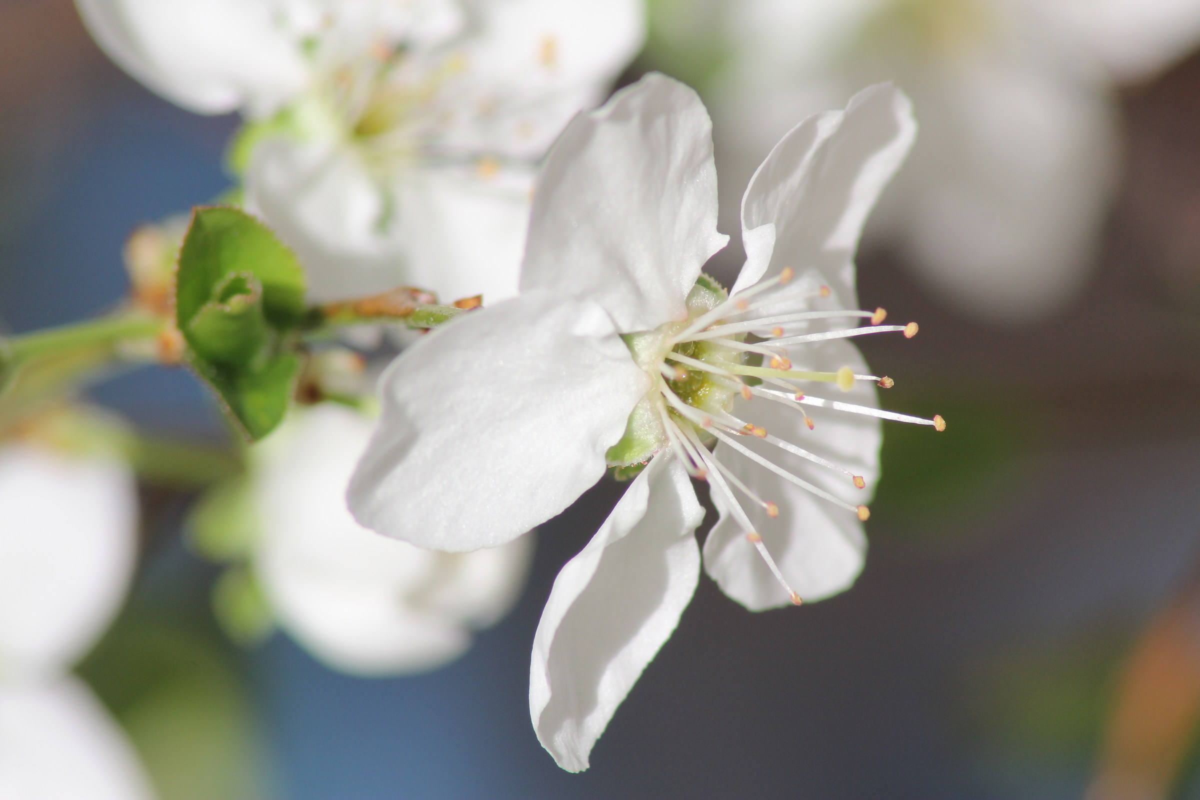 1. Damson albero: sbocciato febbraio