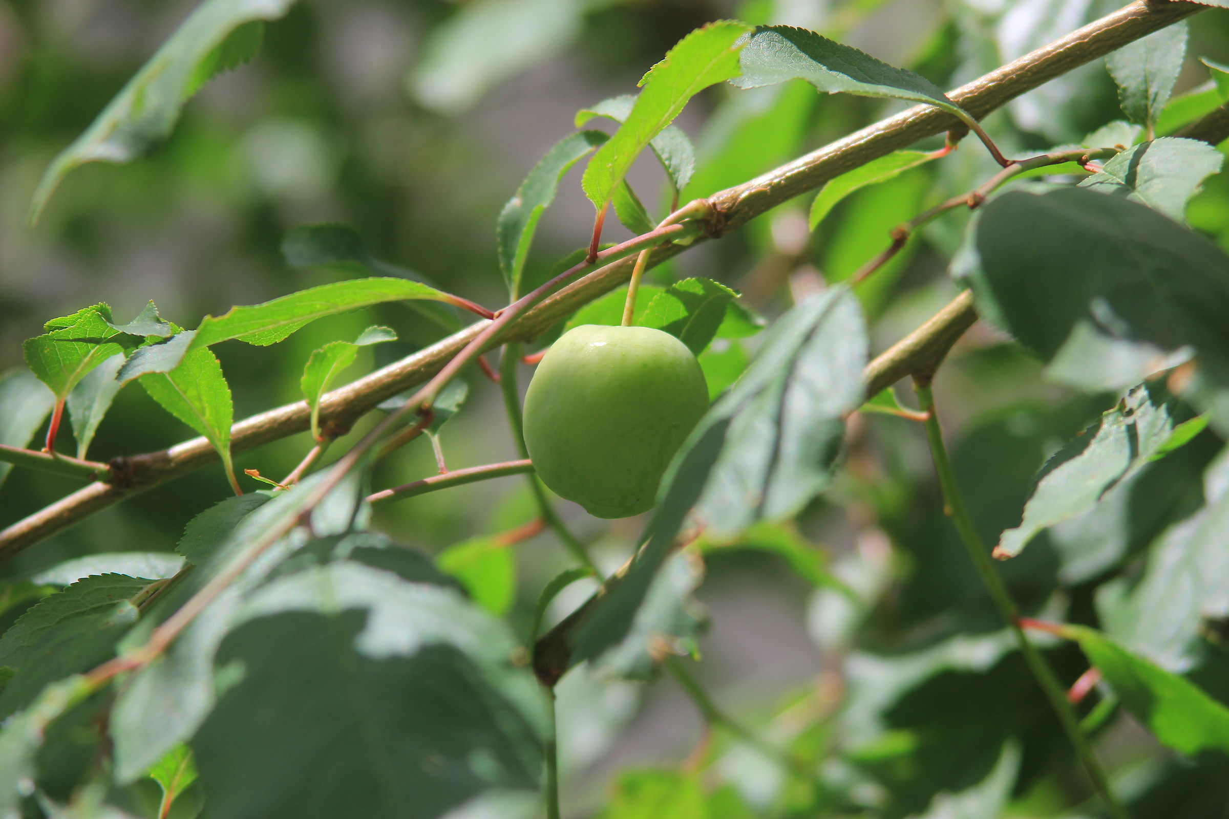 3. Damson: cresce il maggio