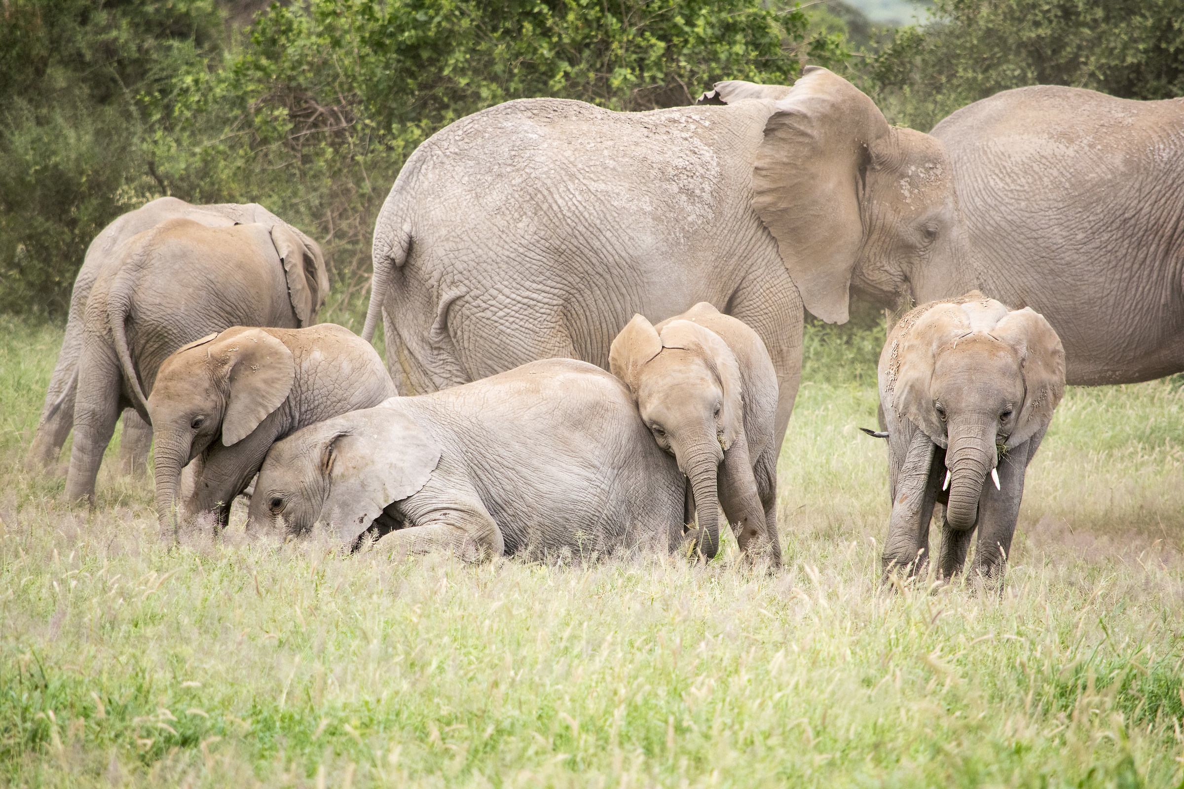 Amboseli