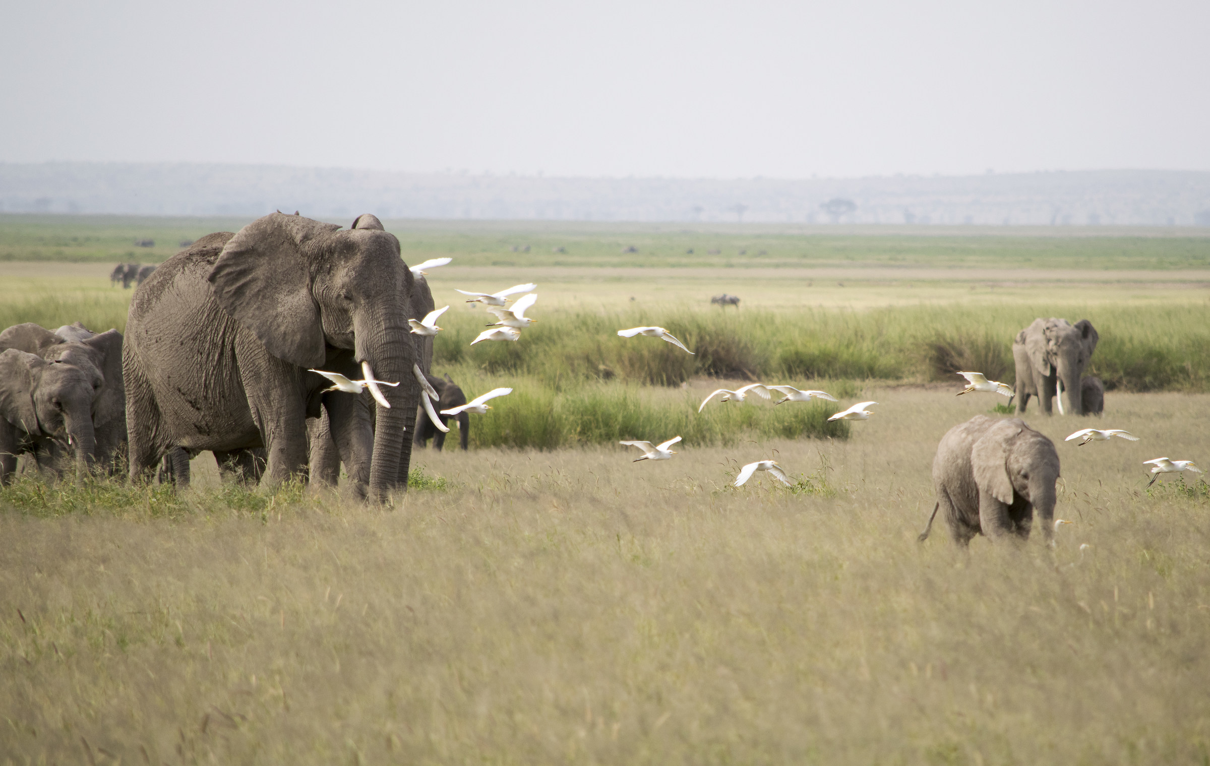 Amboseli