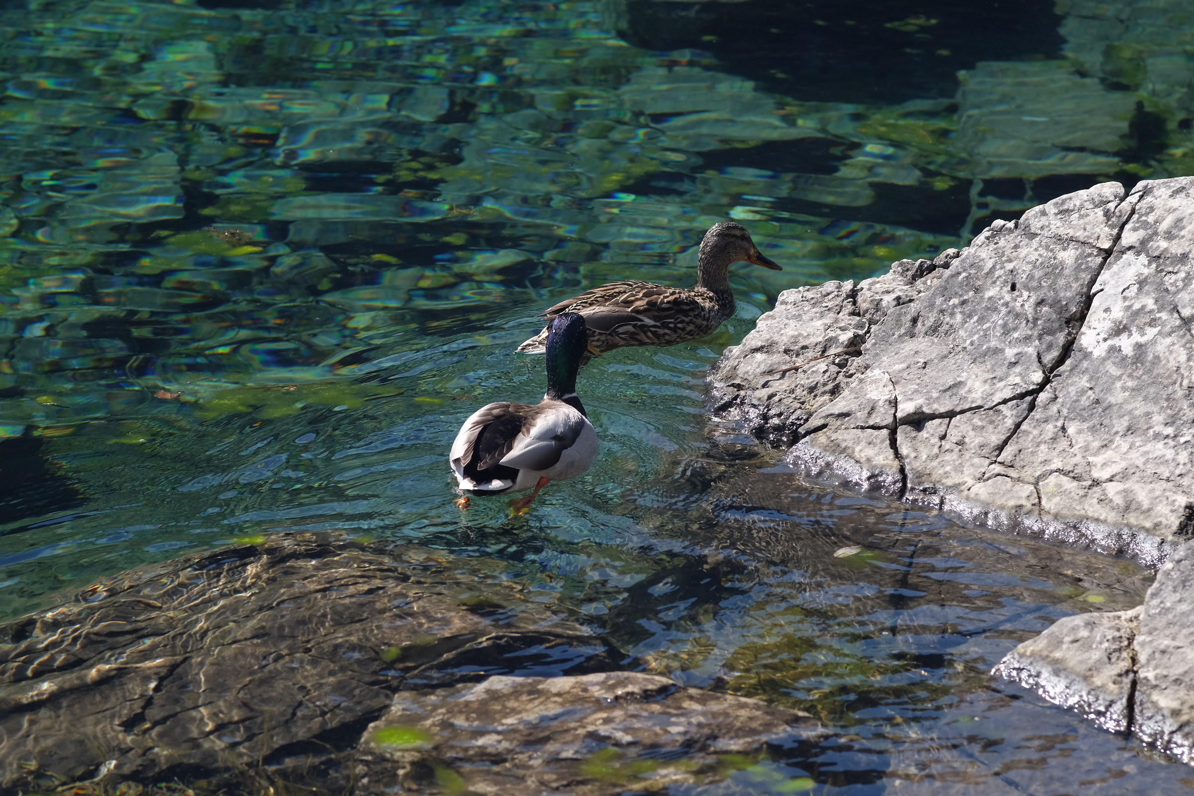 Pair of mallards