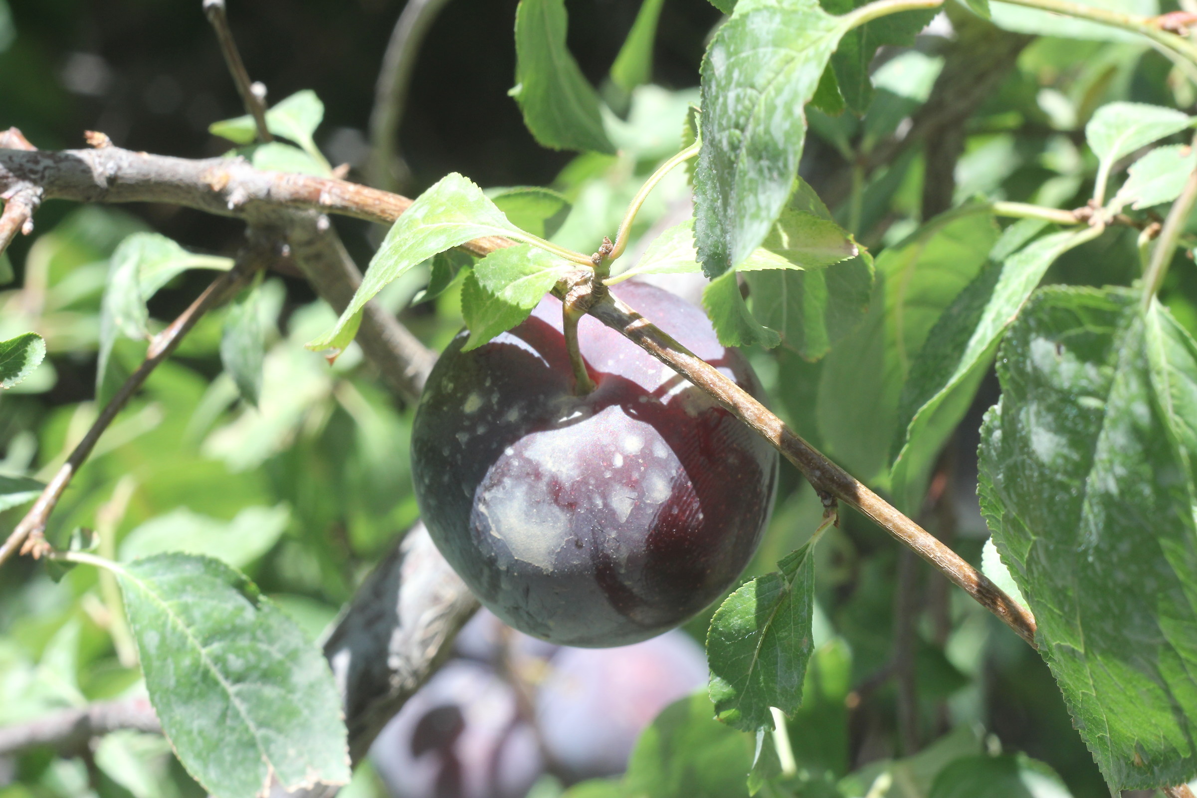 4. Damson: Il risultato finale luglio