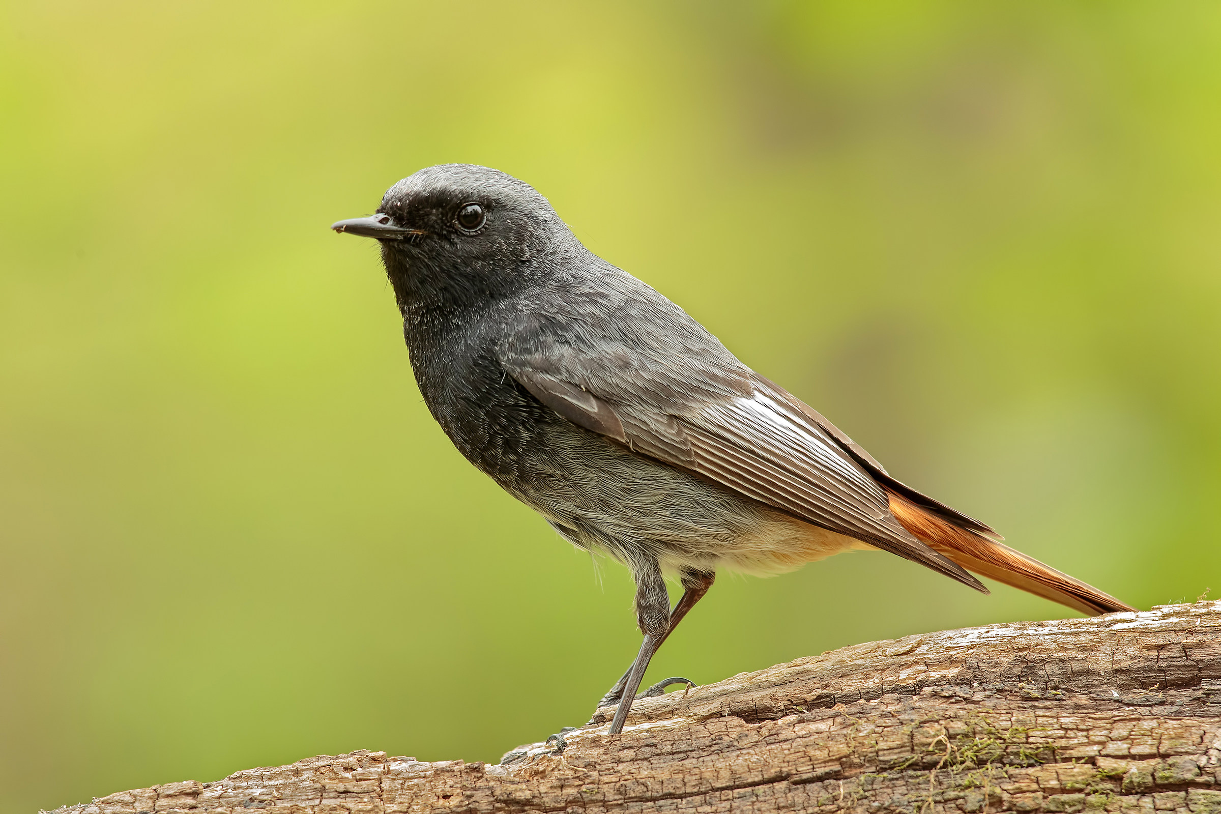 black redstart