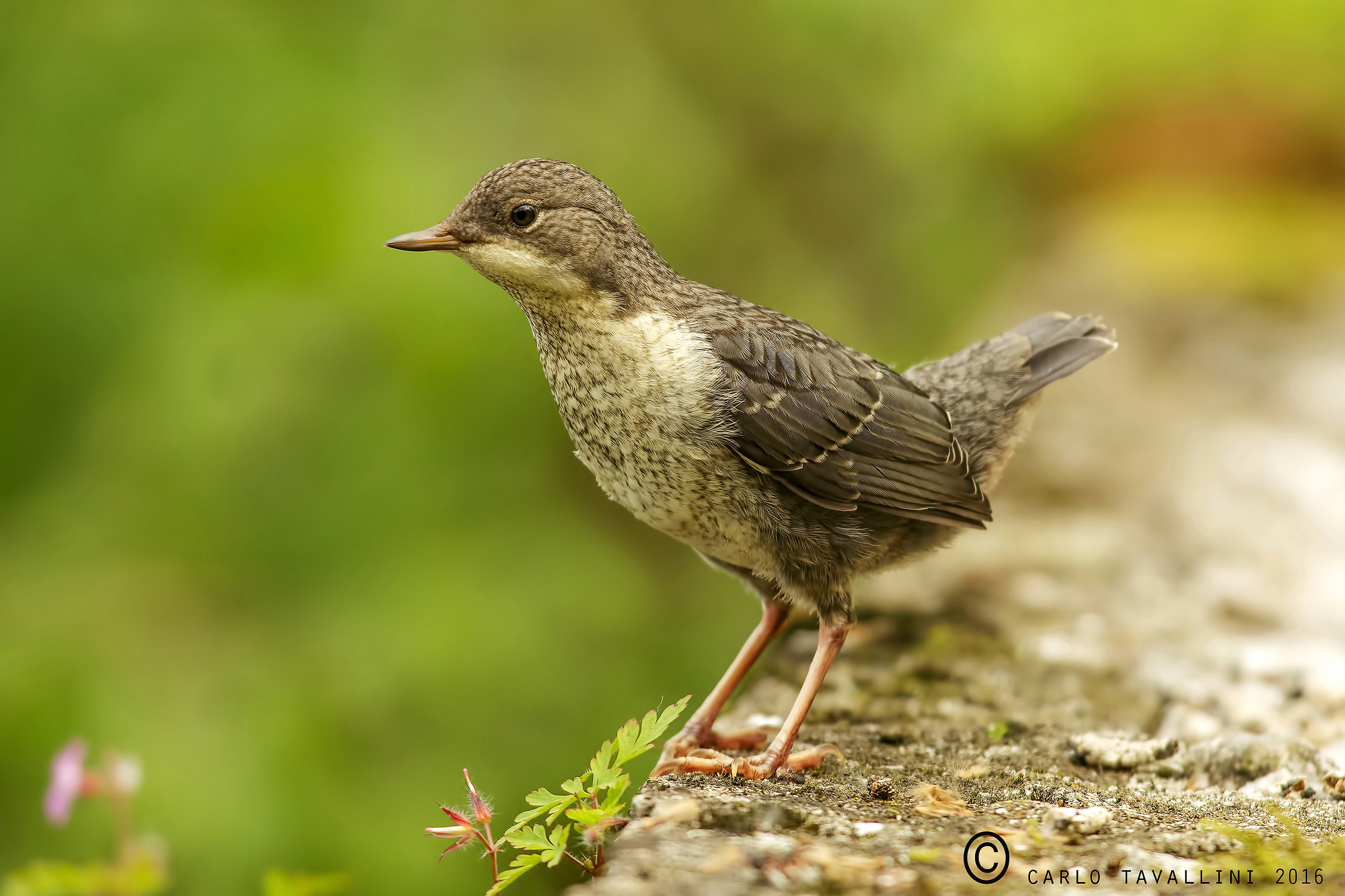 Young dipper