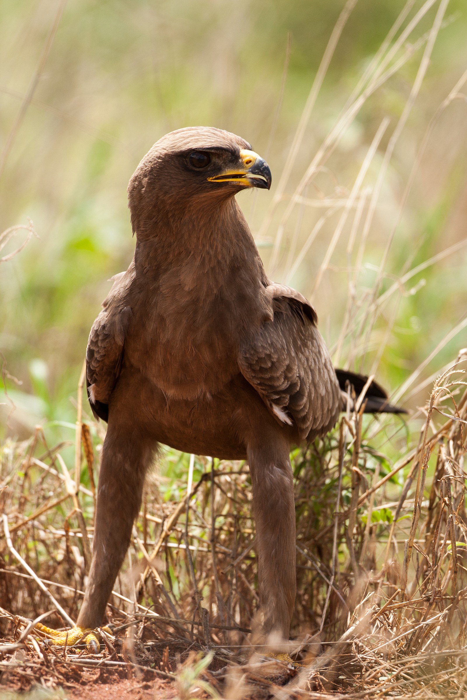 Giovane di aquila delle steppe (Aquila nipalensis)