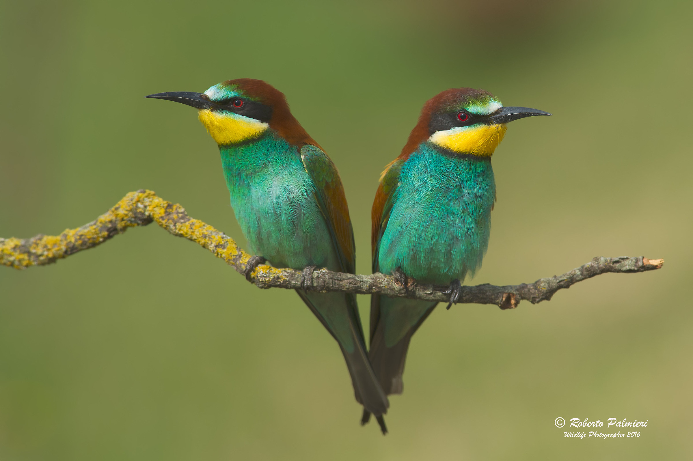 Pair of bee-eaters