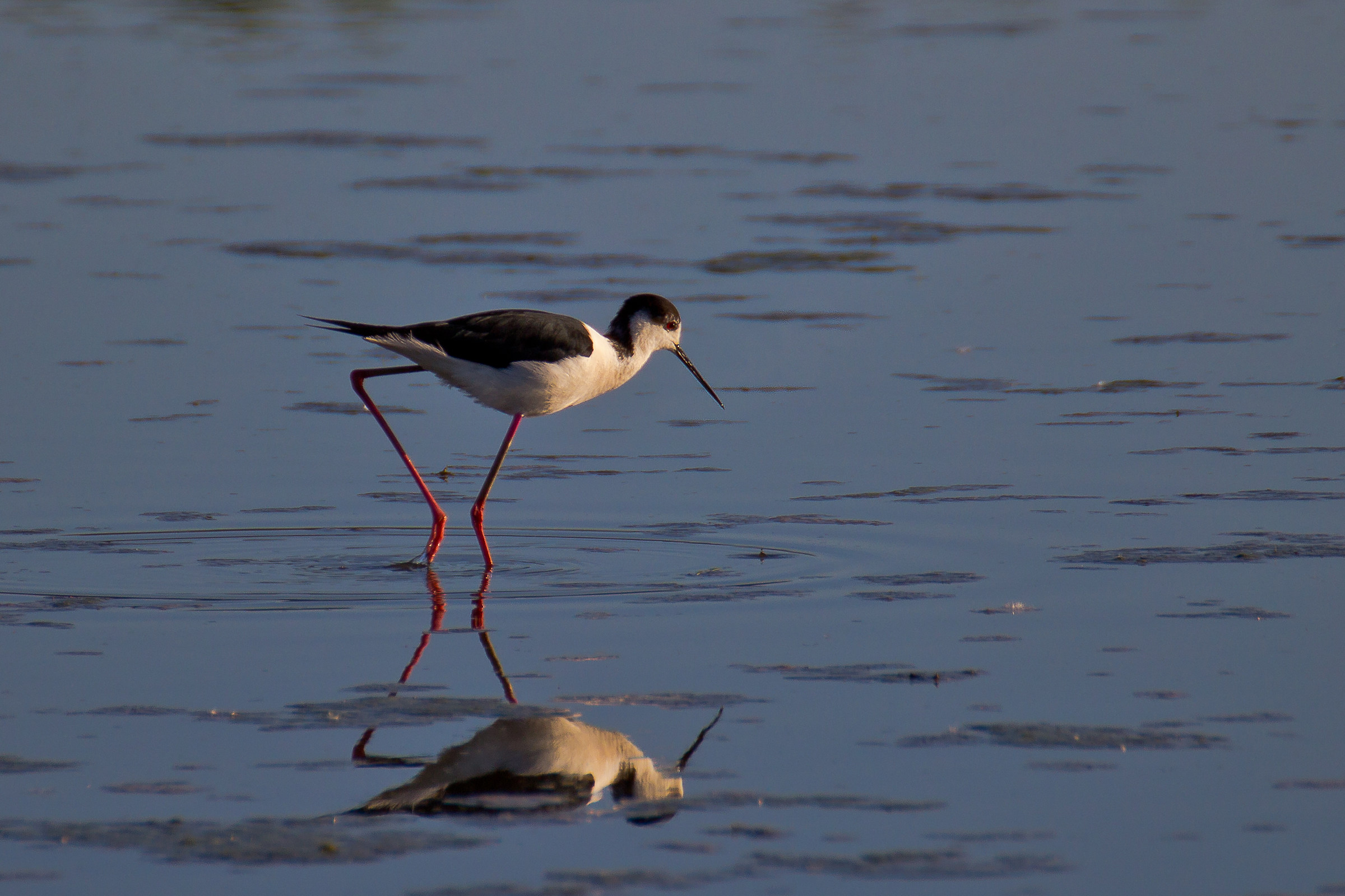 Knight of Italy - Himantopus himantopus