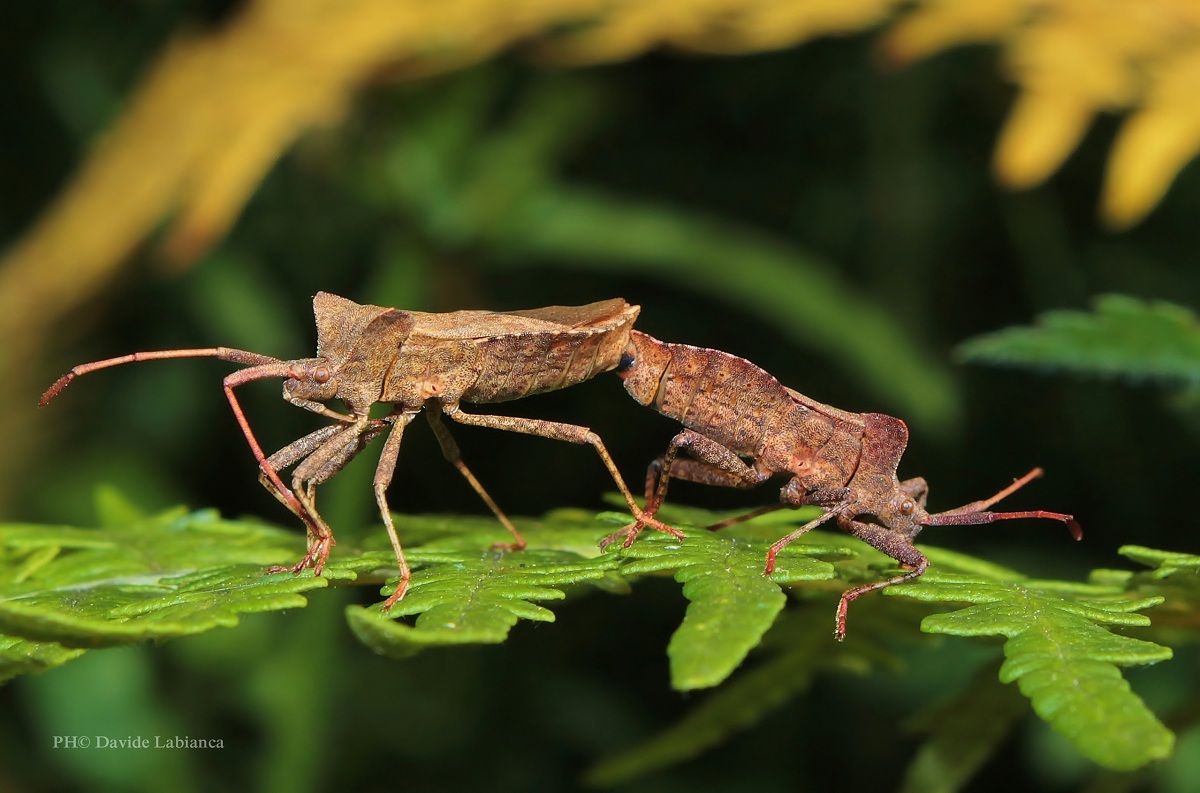 Syromastes marginatus