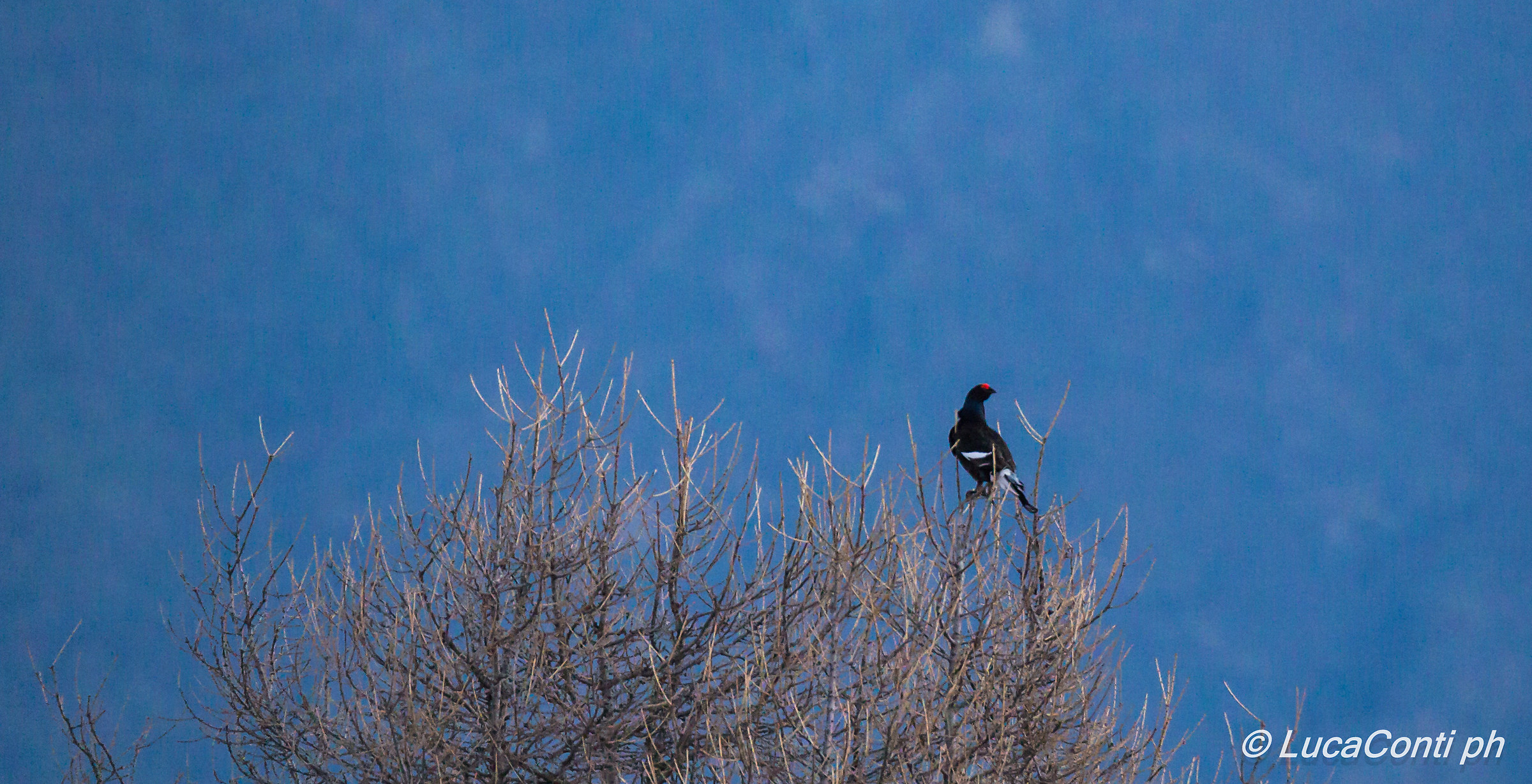Maschio di Gallo Forcello in pianta