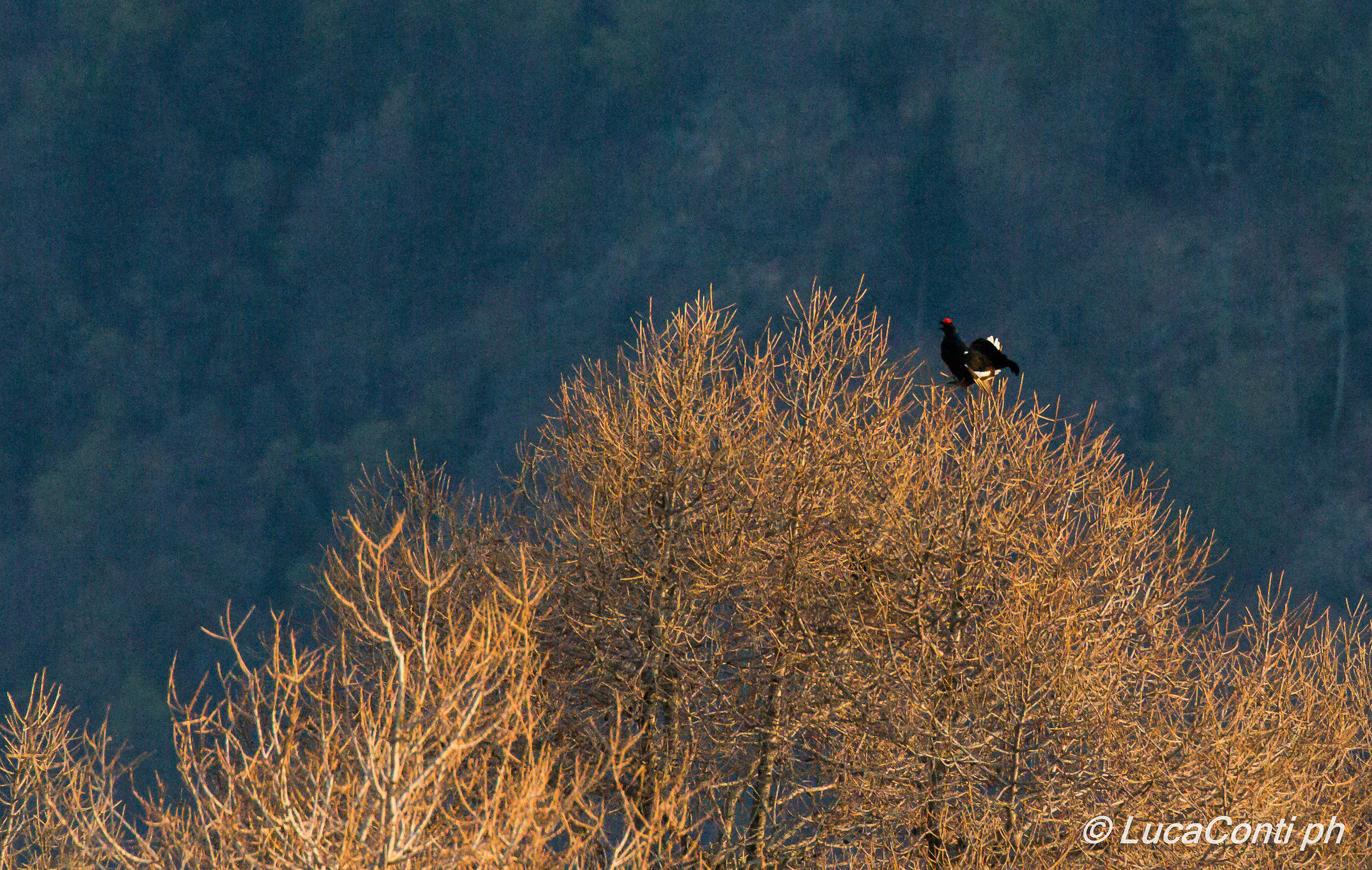 Males Gallo Forcello plan