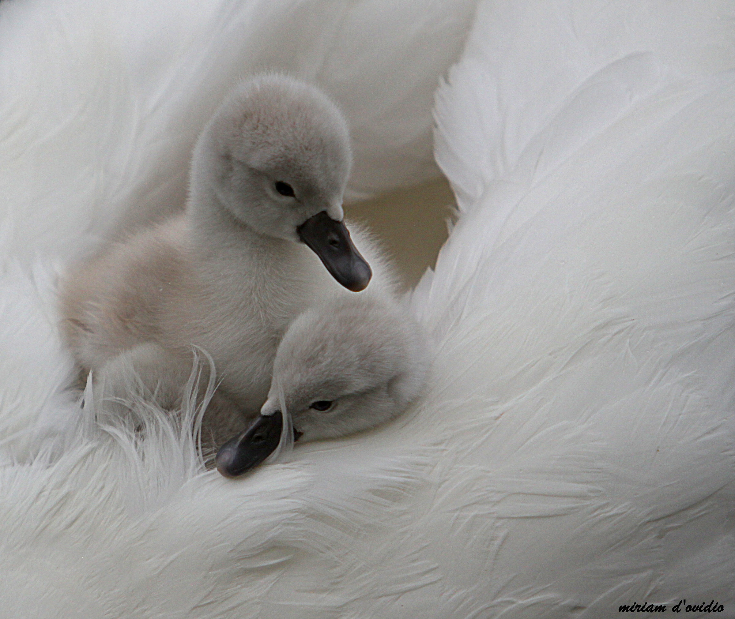 Al sicuro sulla soglia del cuore