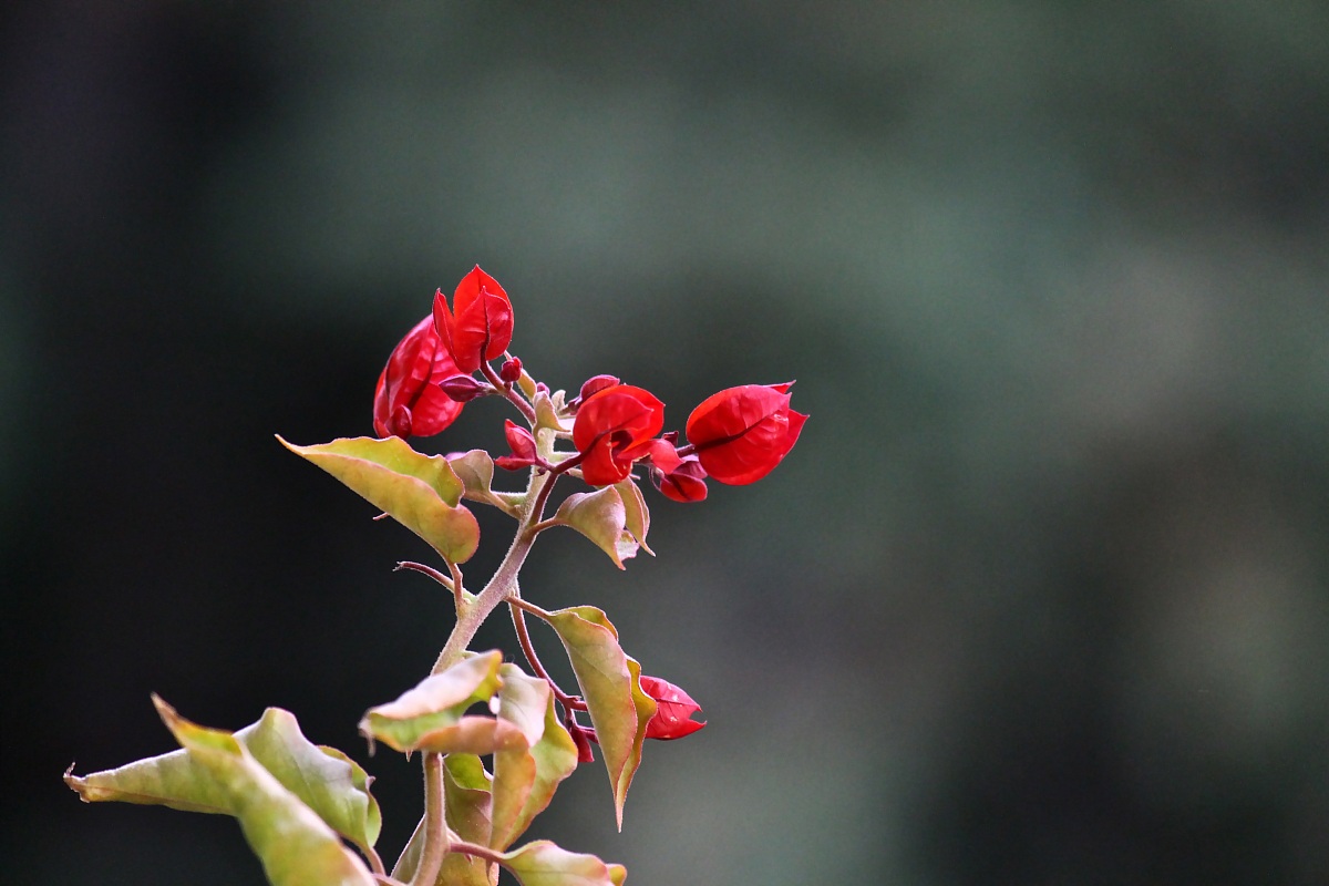Red Bouganville