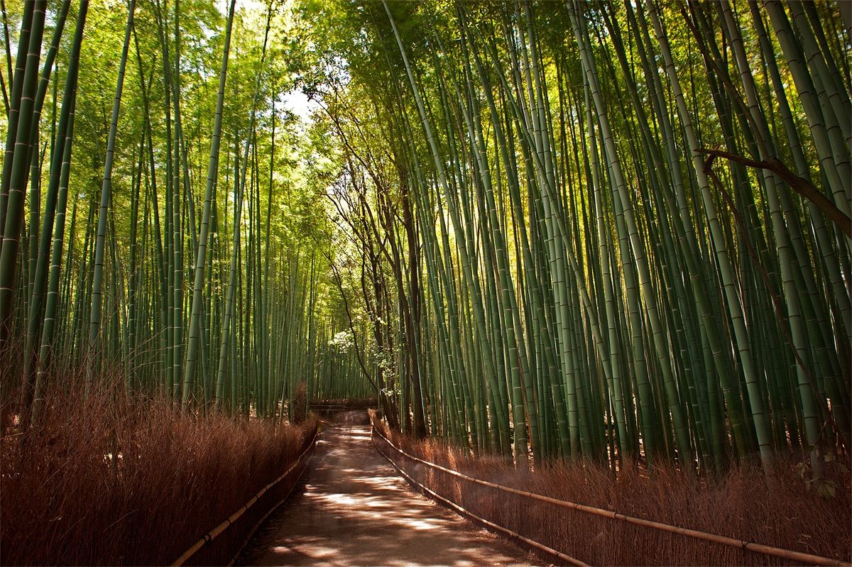 Pathway into the bamboo forest ...