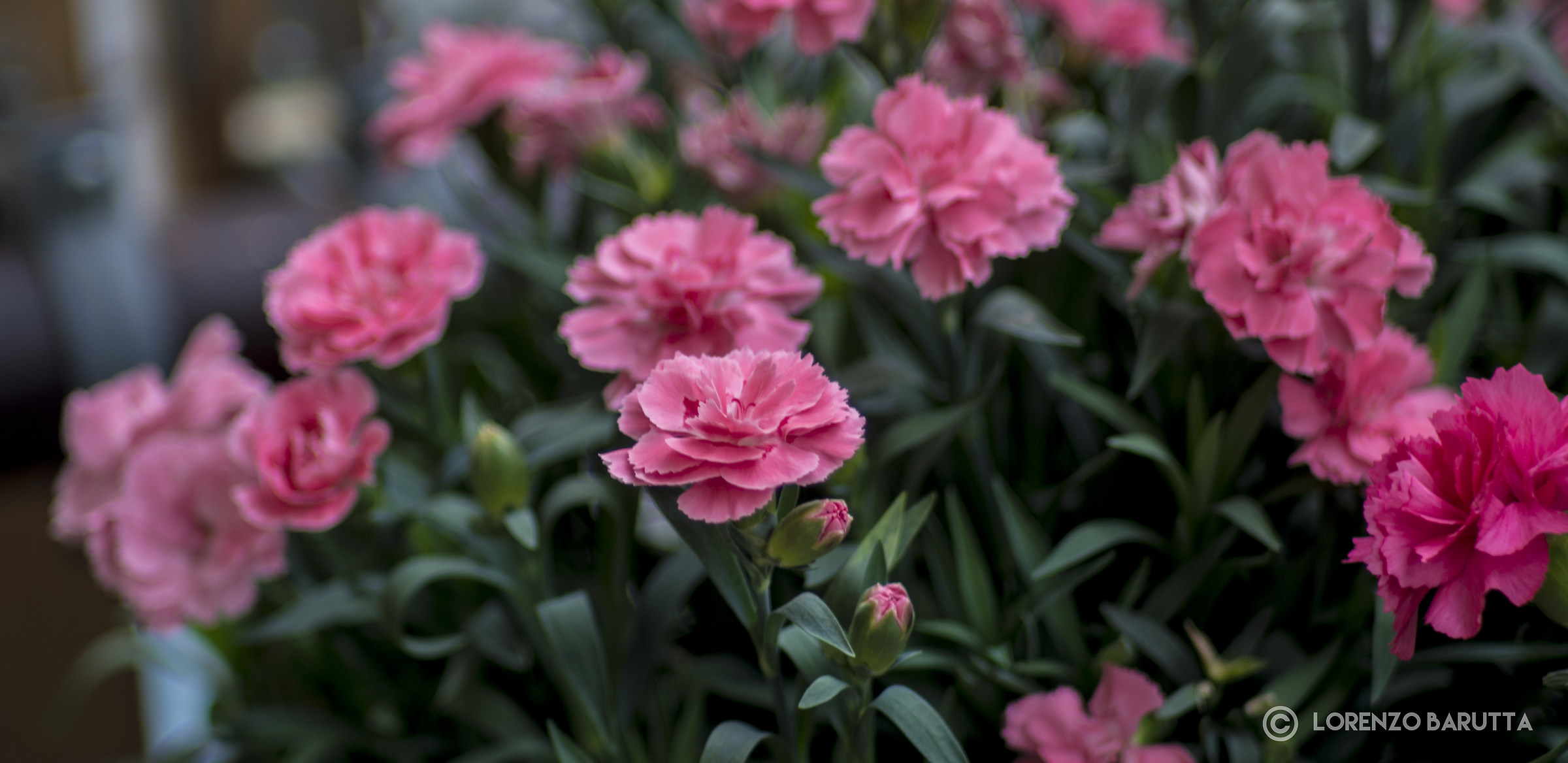 Flowers on the terrace