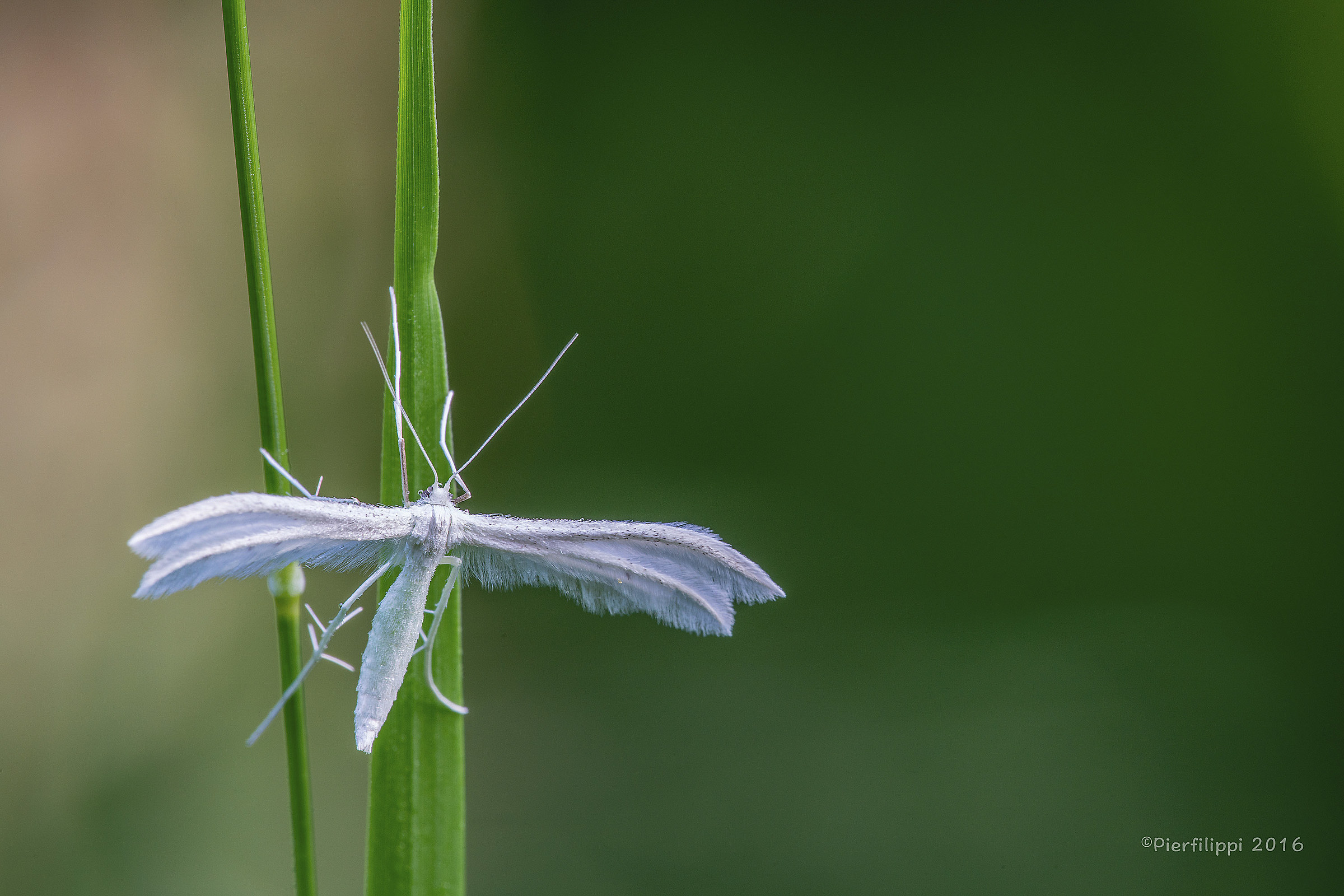 Pterophorus Pentadattyla