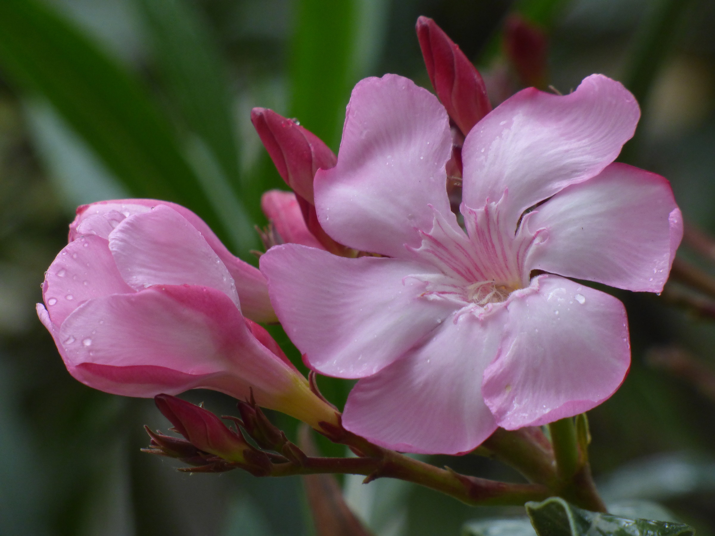 Oleander's flower