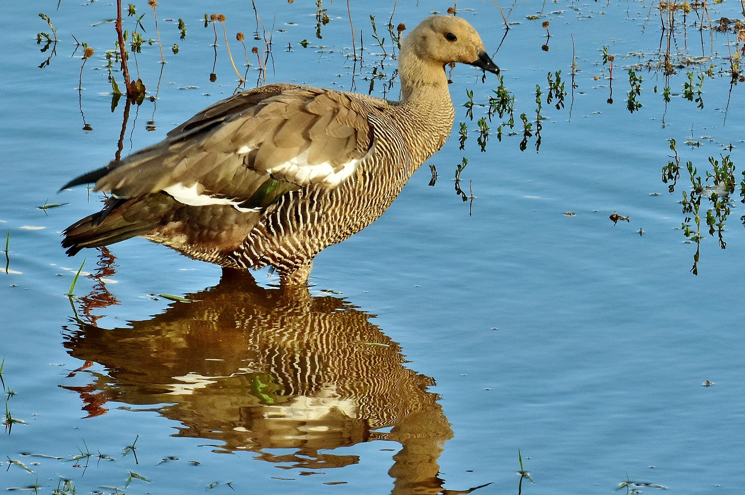 The goose Magellanic female