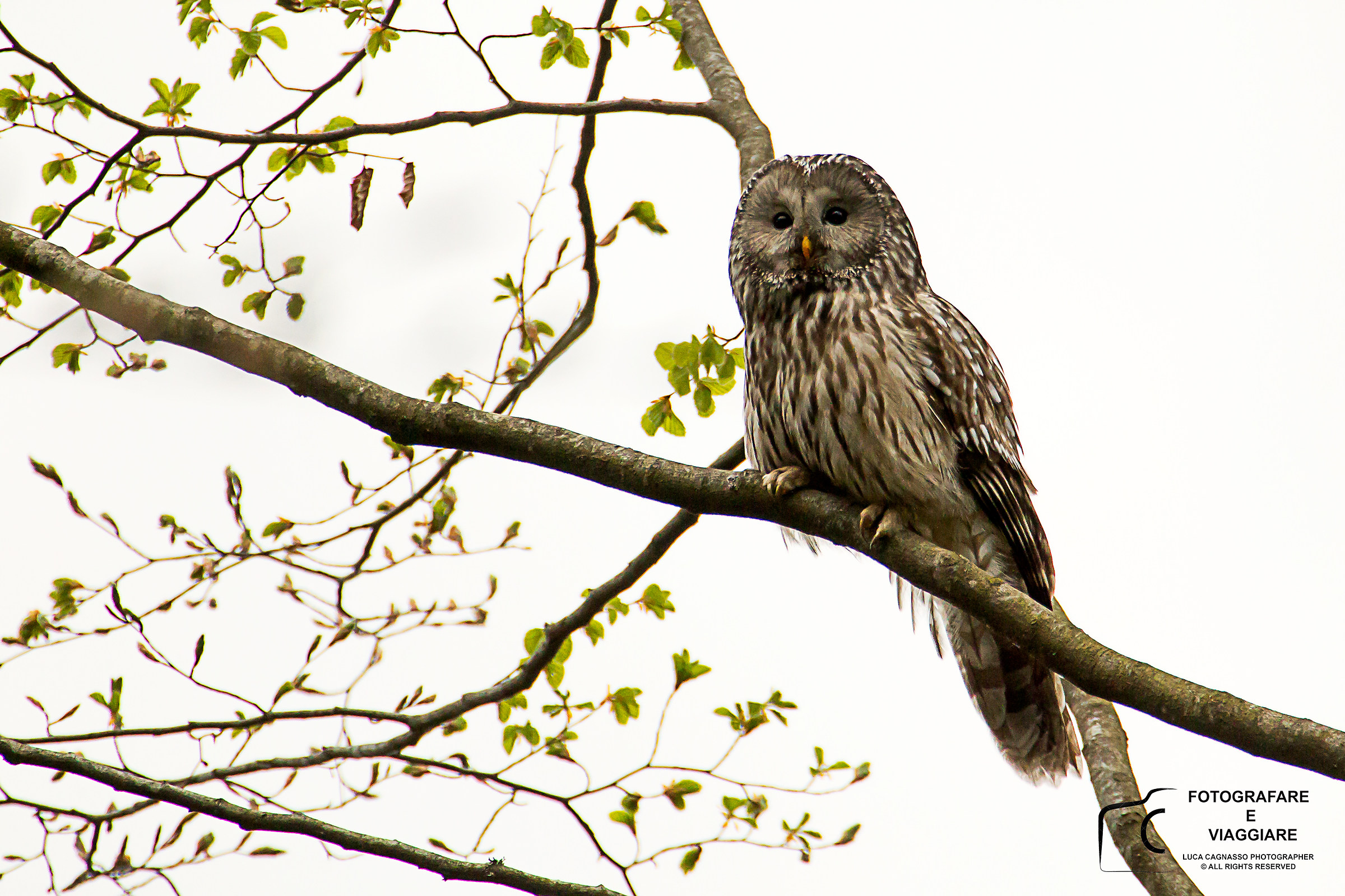 Ural owl - Slovenia April 2016