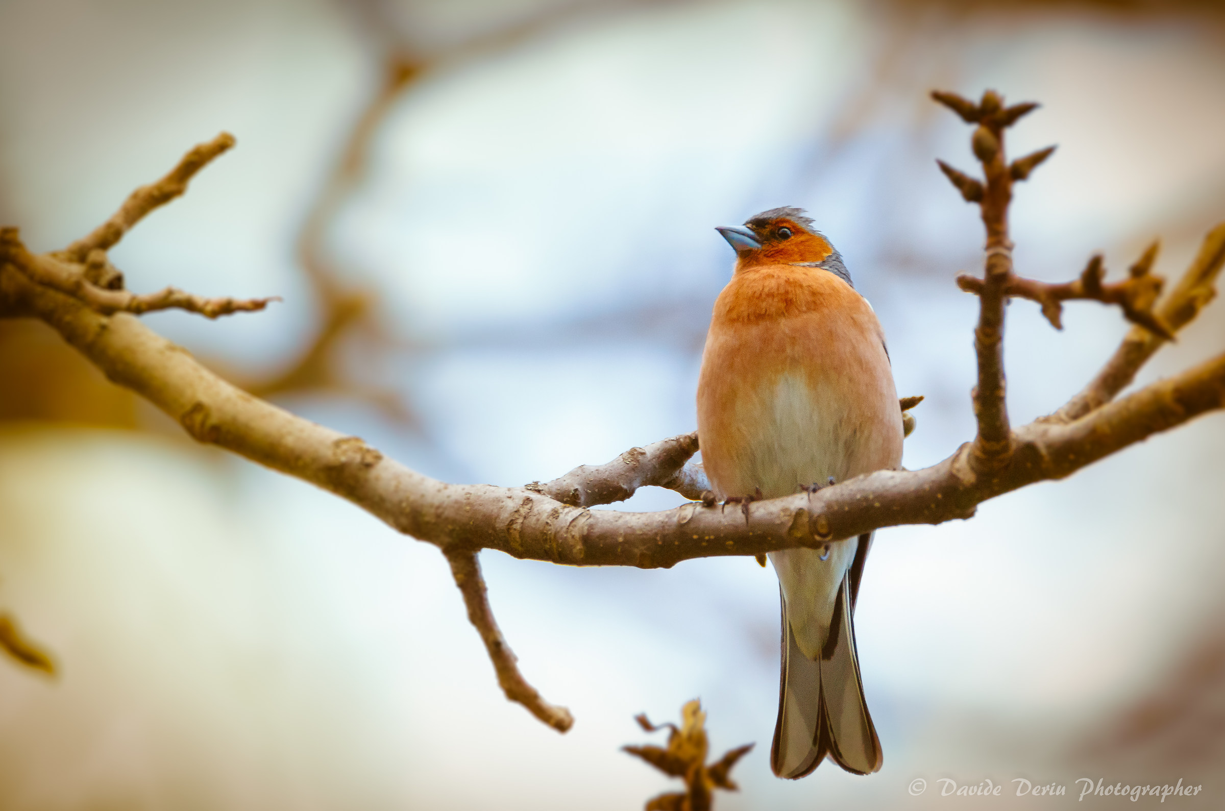 Chaffinch posing