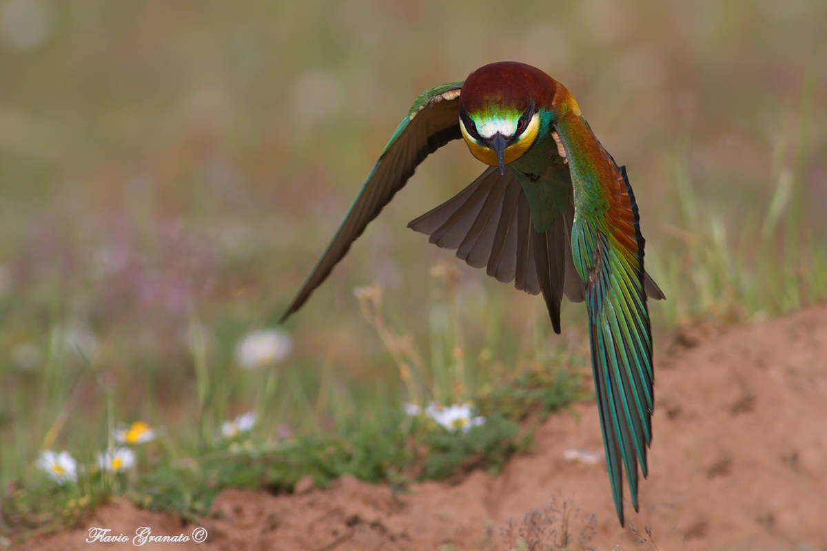 the gaze of the predator