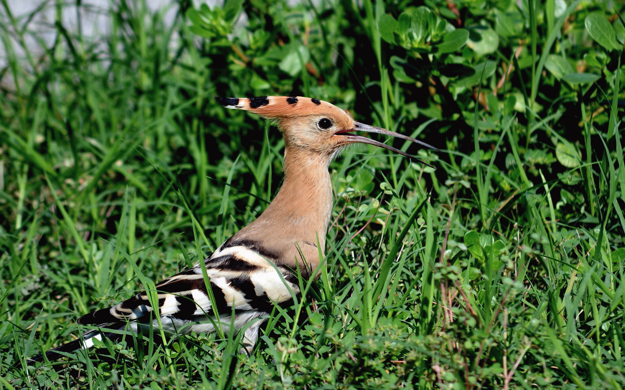 hoopoe