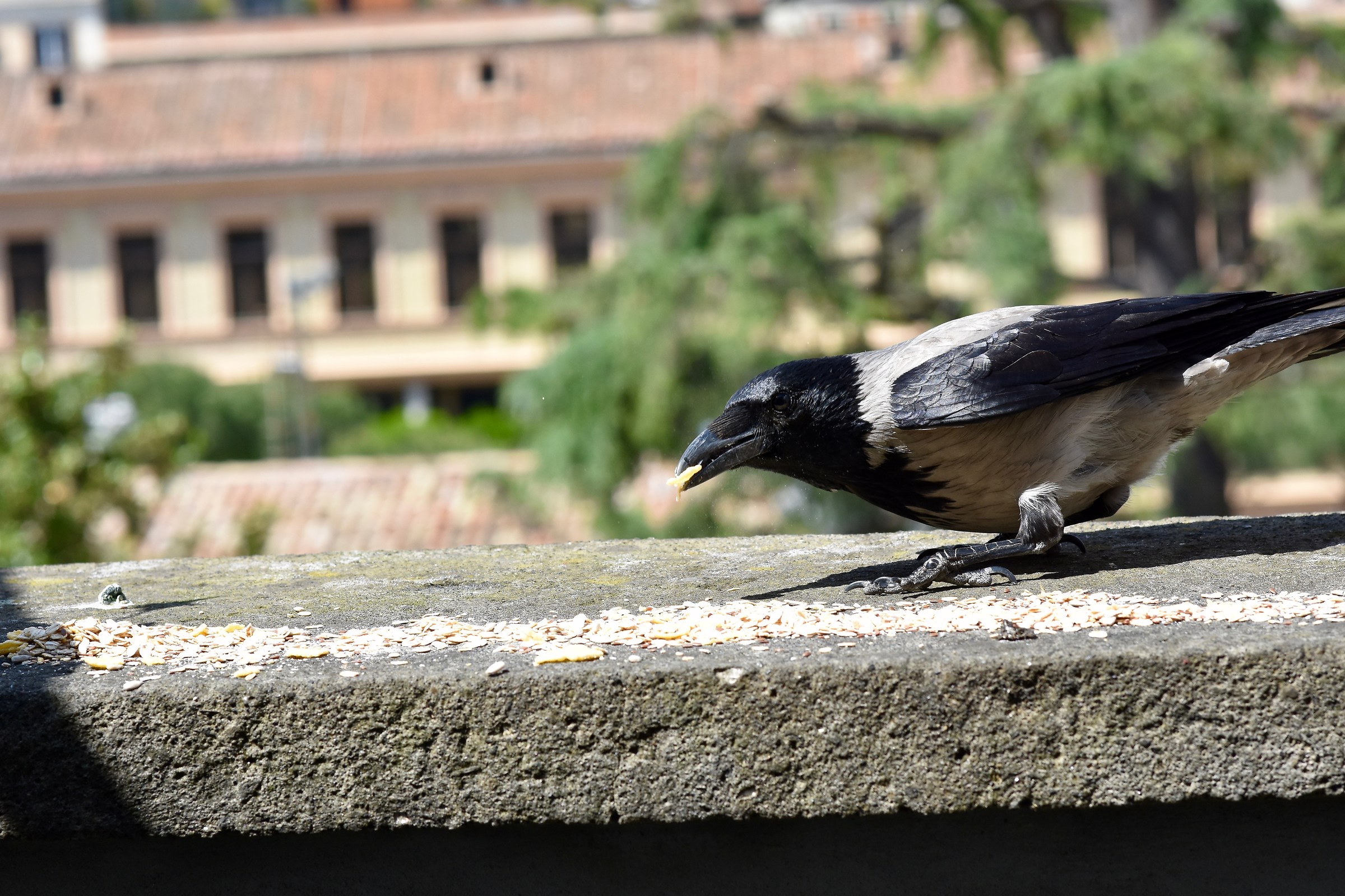 Few seeds and crumbs