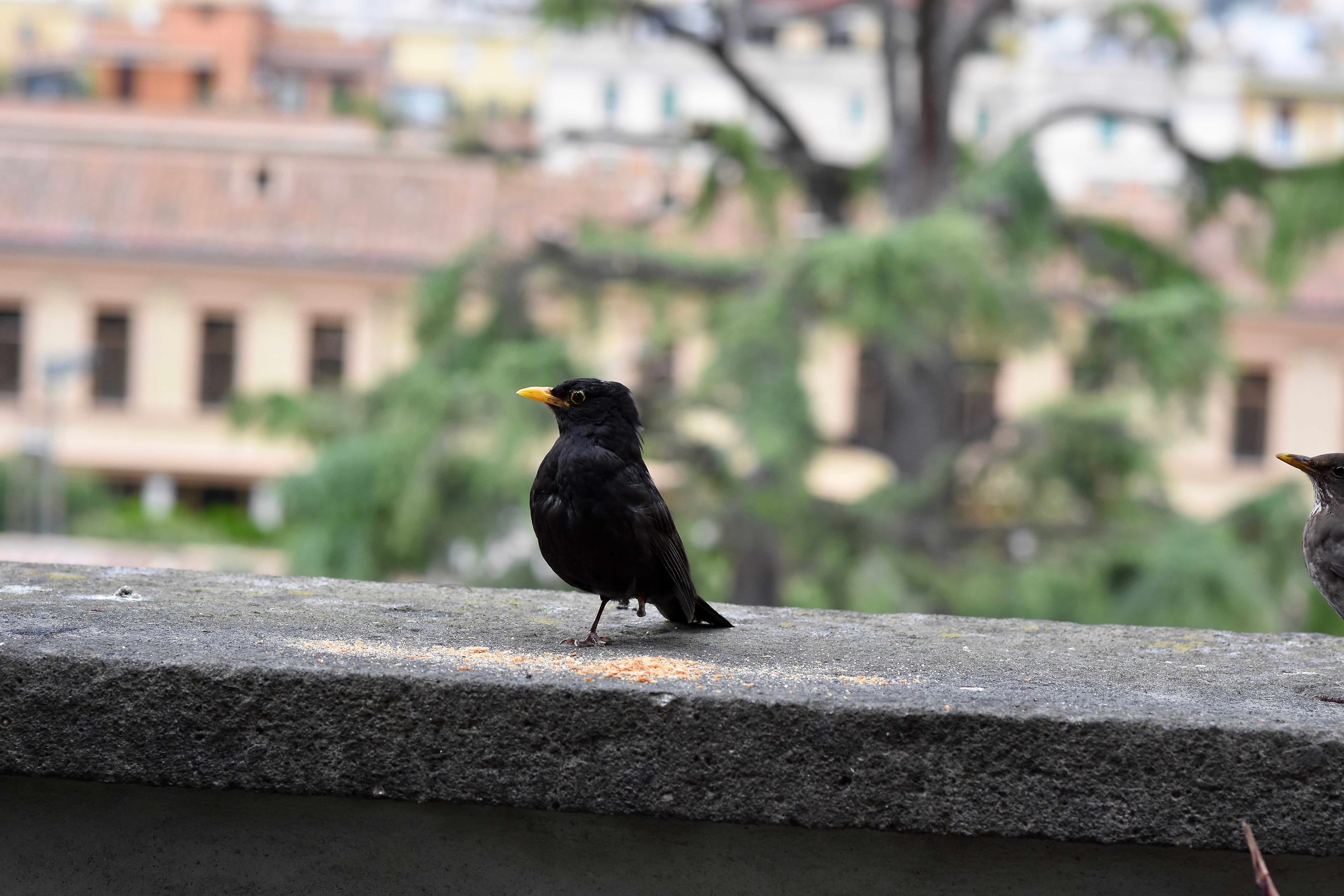 They are without a paw!