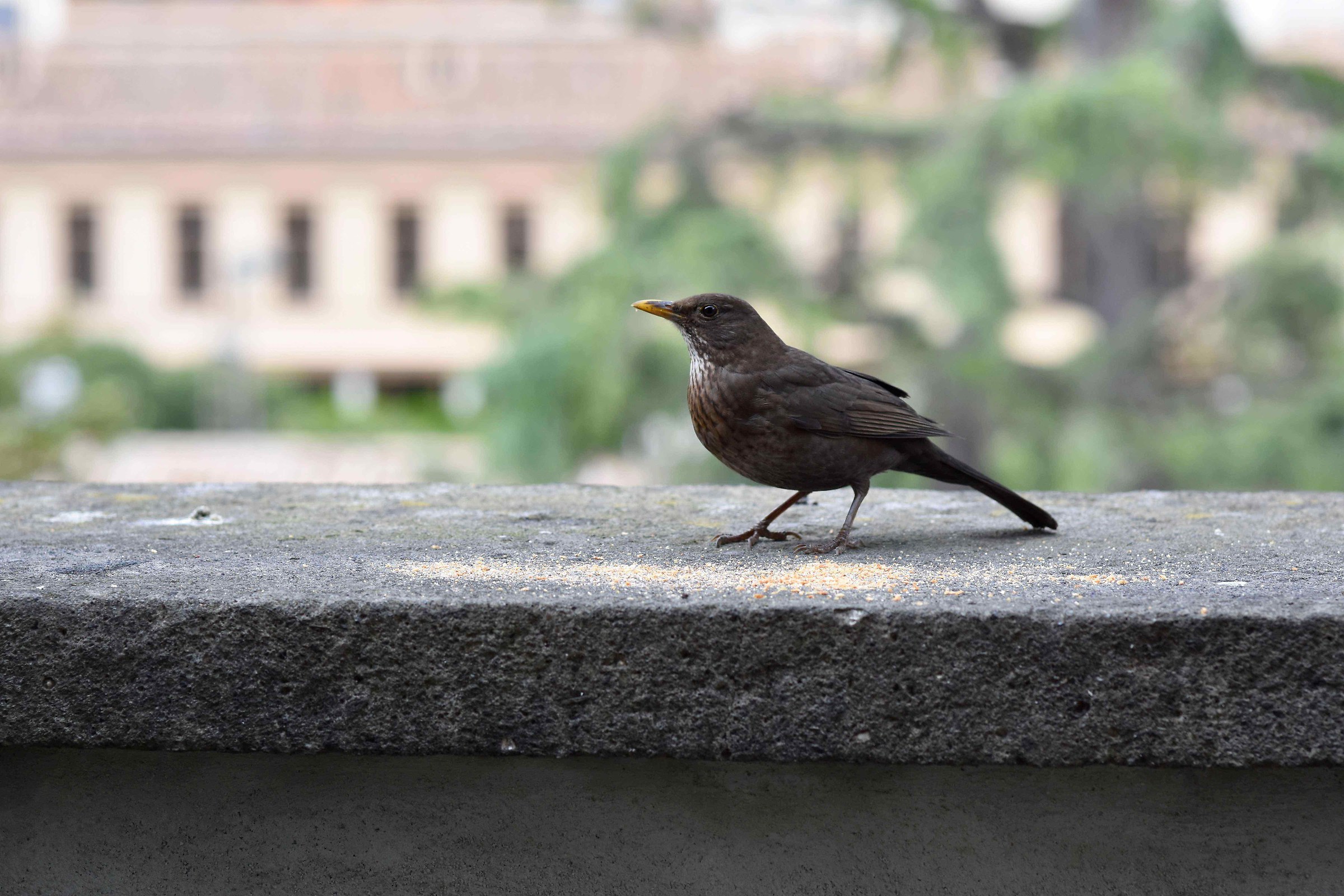 Birds (unexpected visits)