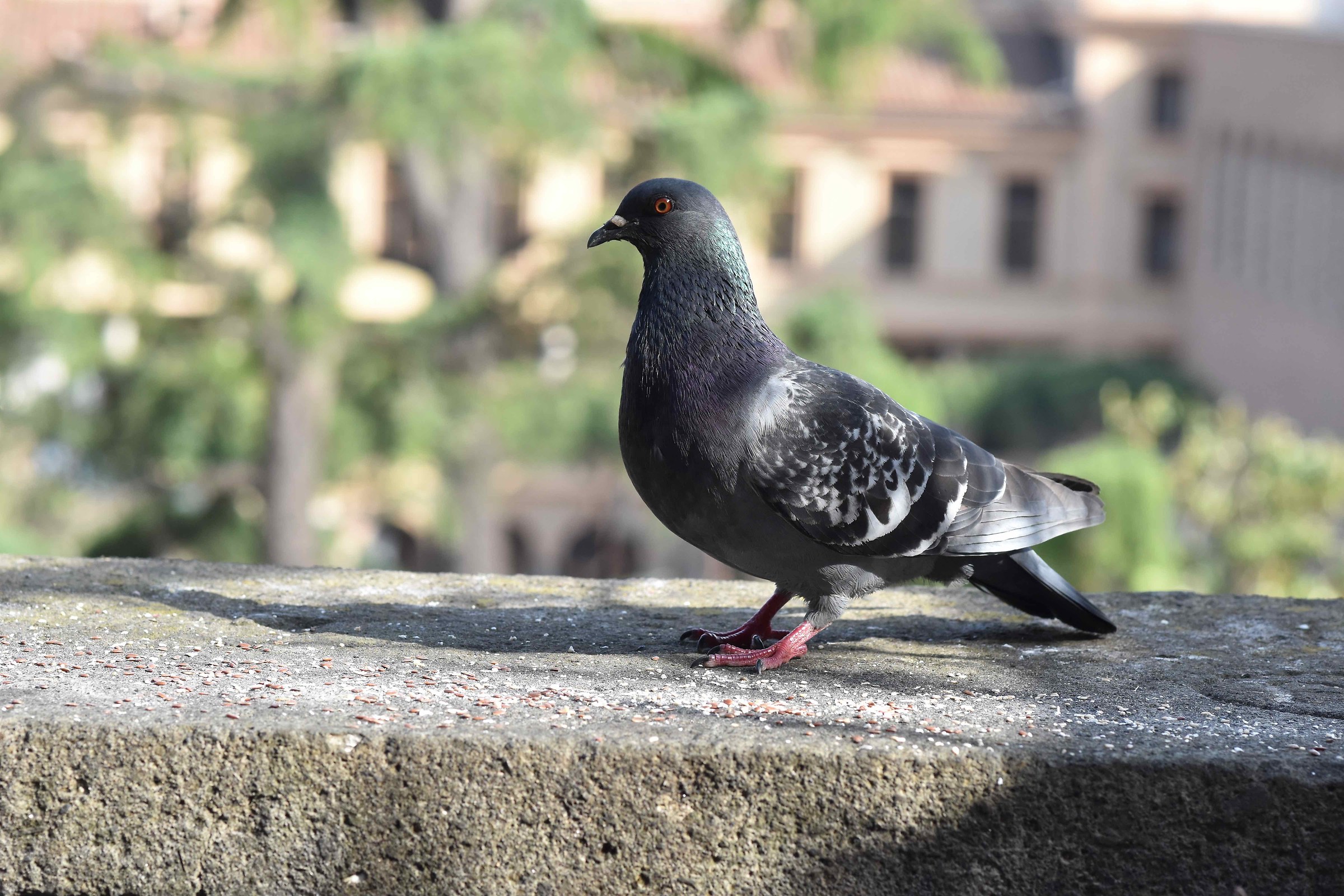 Birds (unexpected visits)