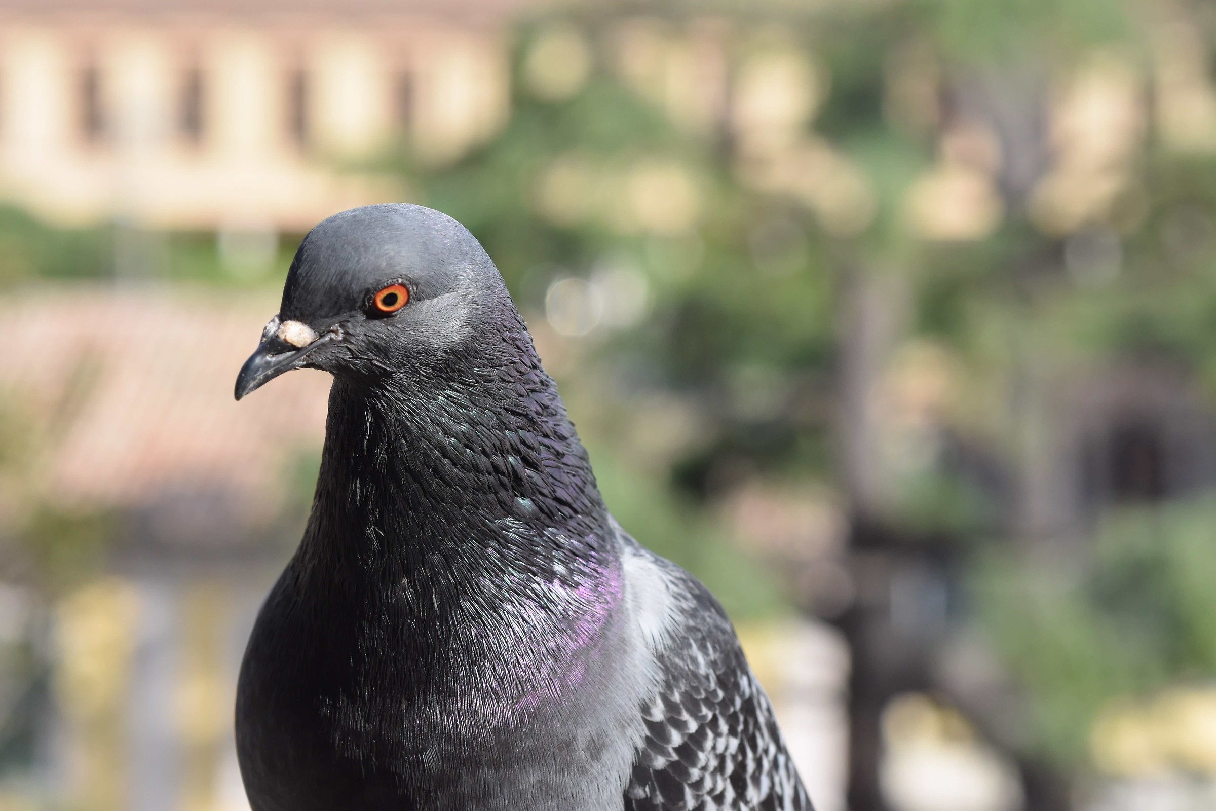 Birds (unexpected visits)