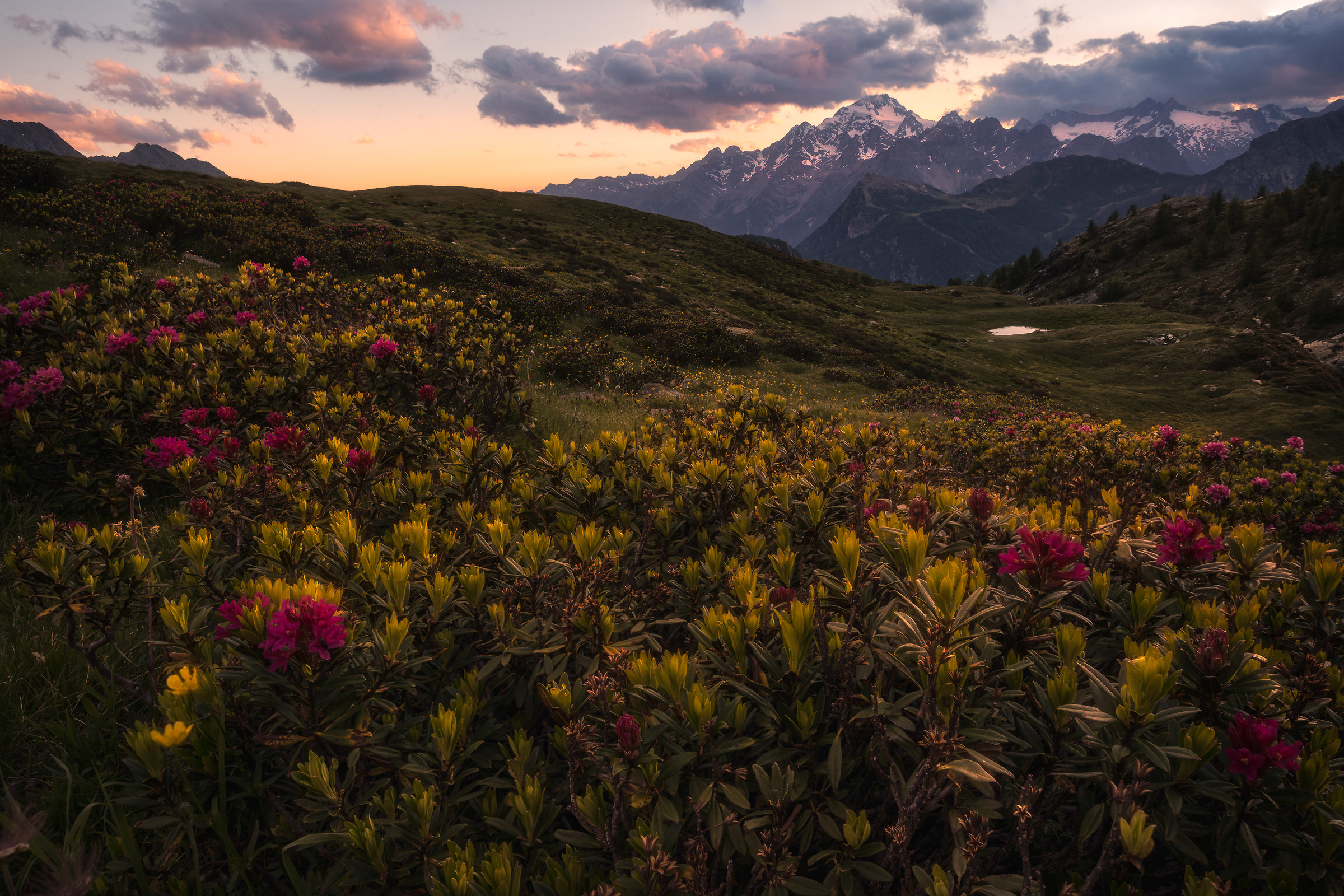 Rhododendron paradise