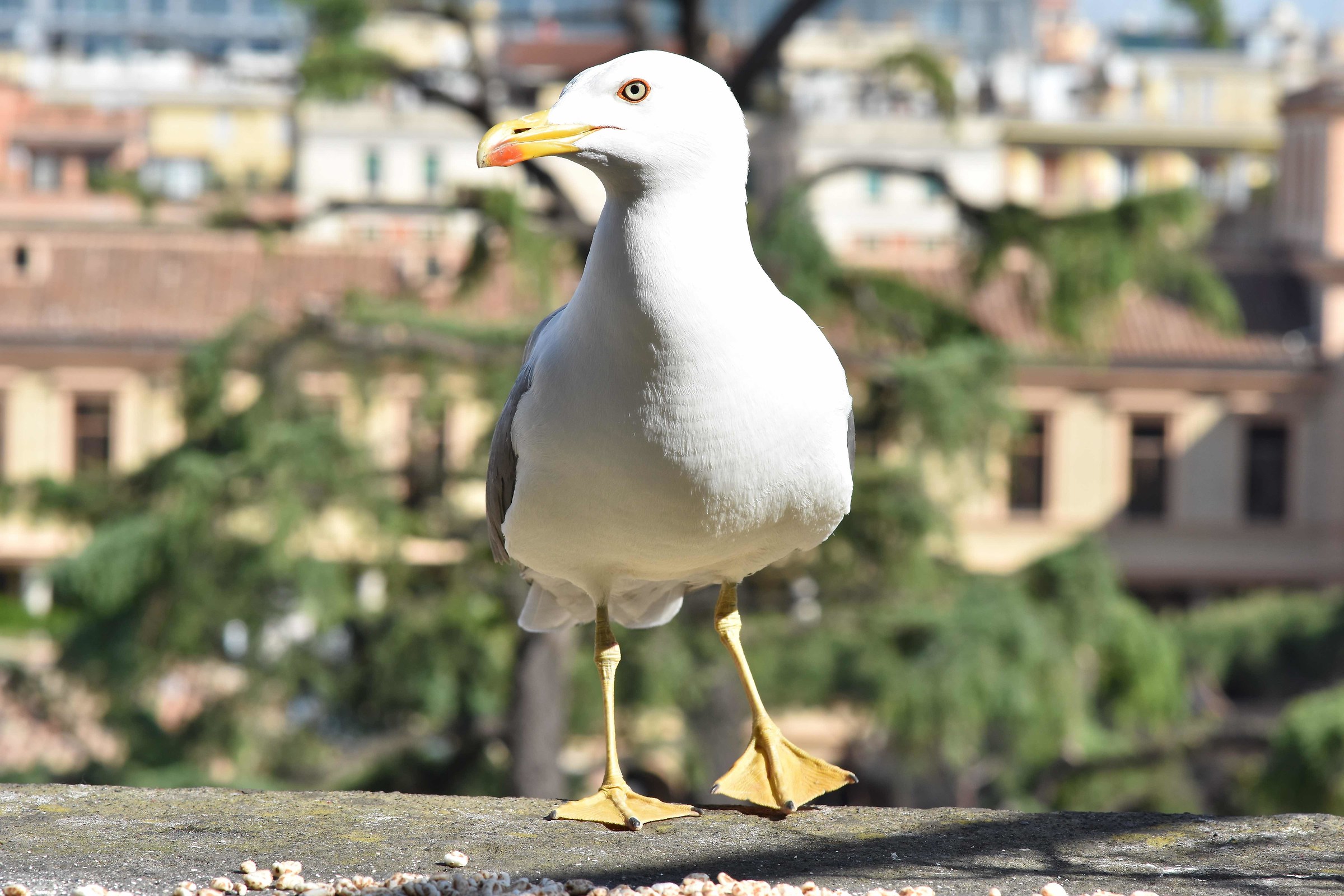 Birds (unexpected visits)