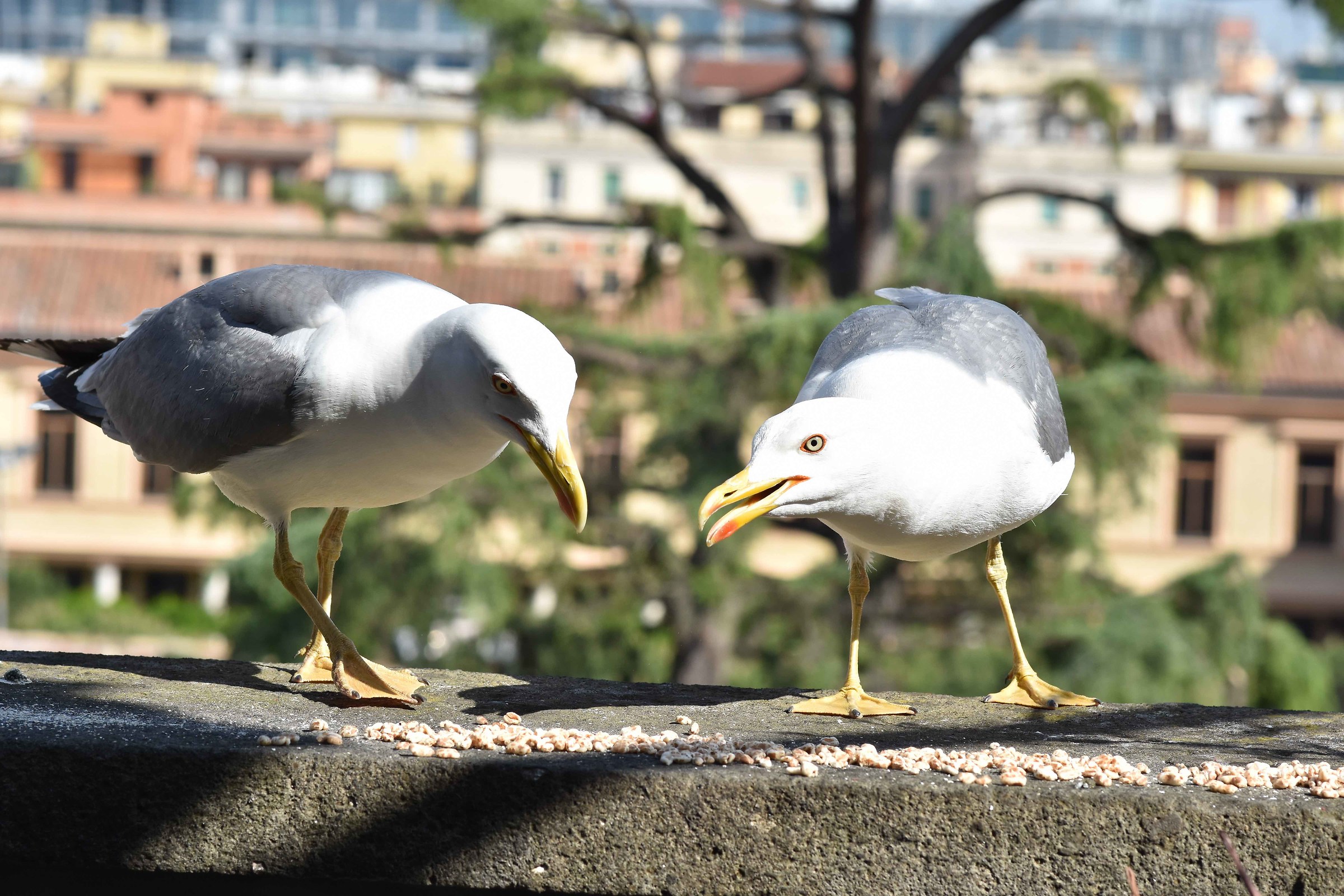 Birds (unexpected visits)